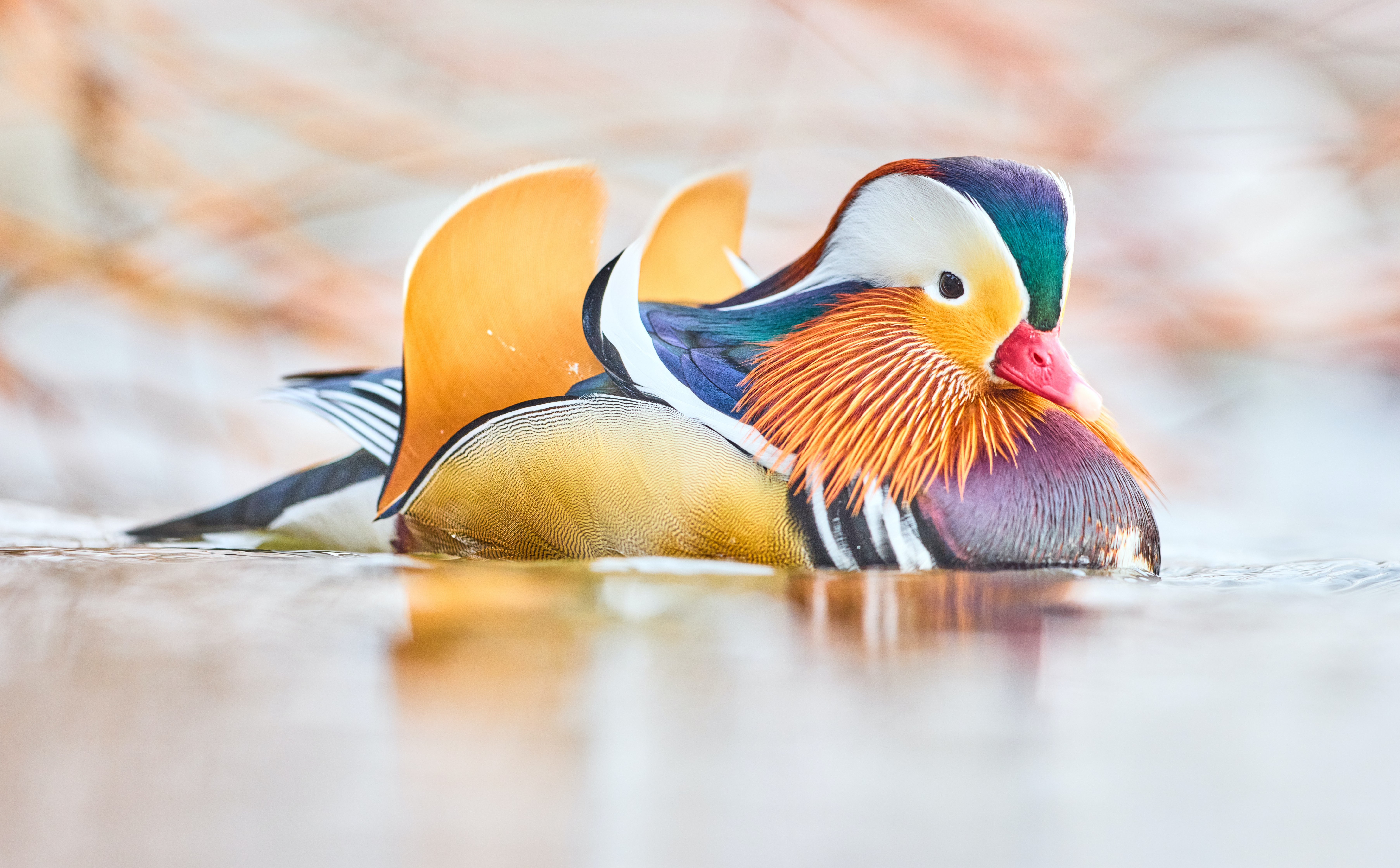 Mandarin Duck 4K HD Wallpaper
