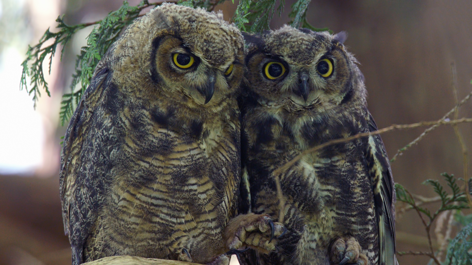 Two Great Horned Owls perched on a branch HD Wallpaper