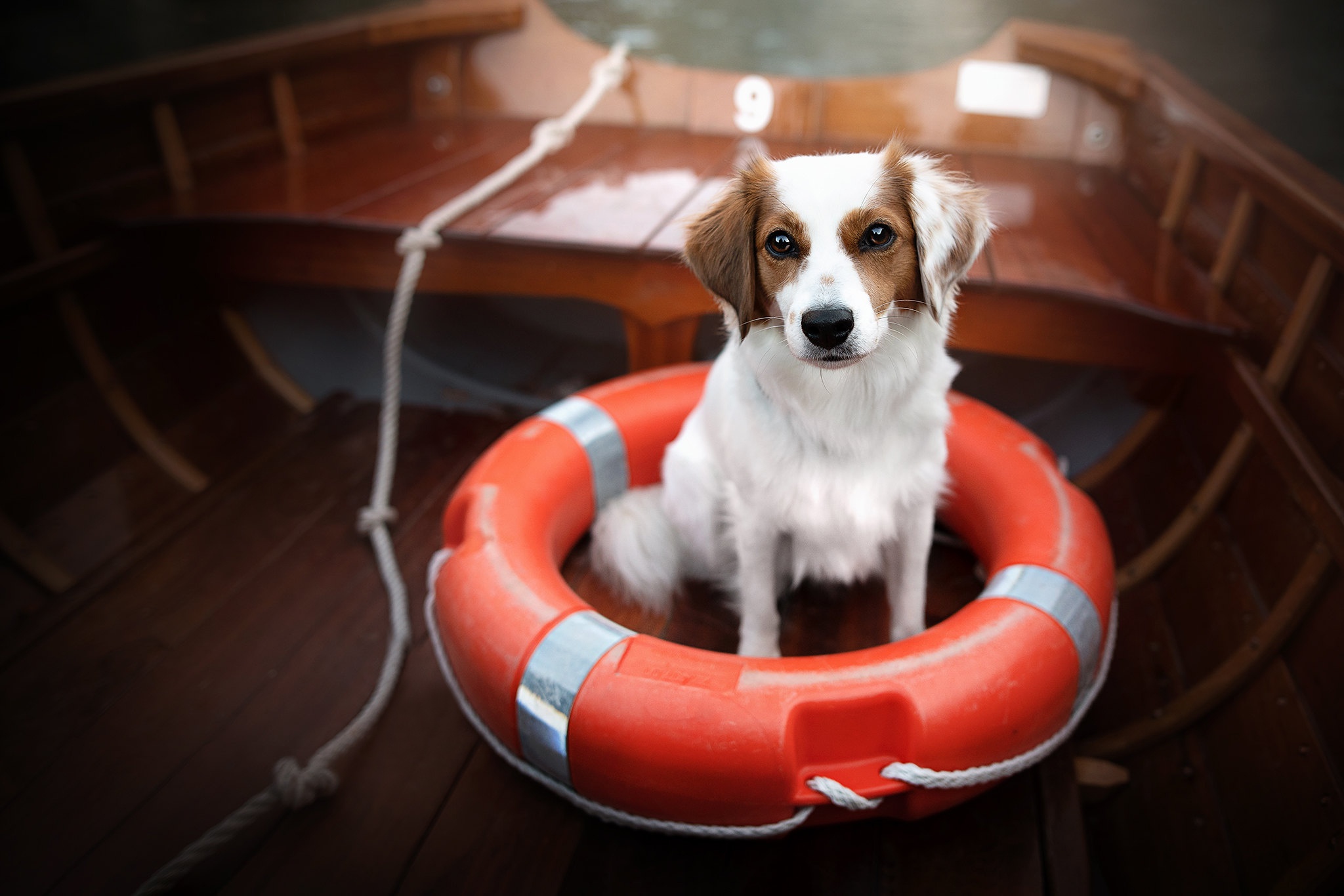 Dog sitting in a life preserver in a wooden boat HD Wallpaper