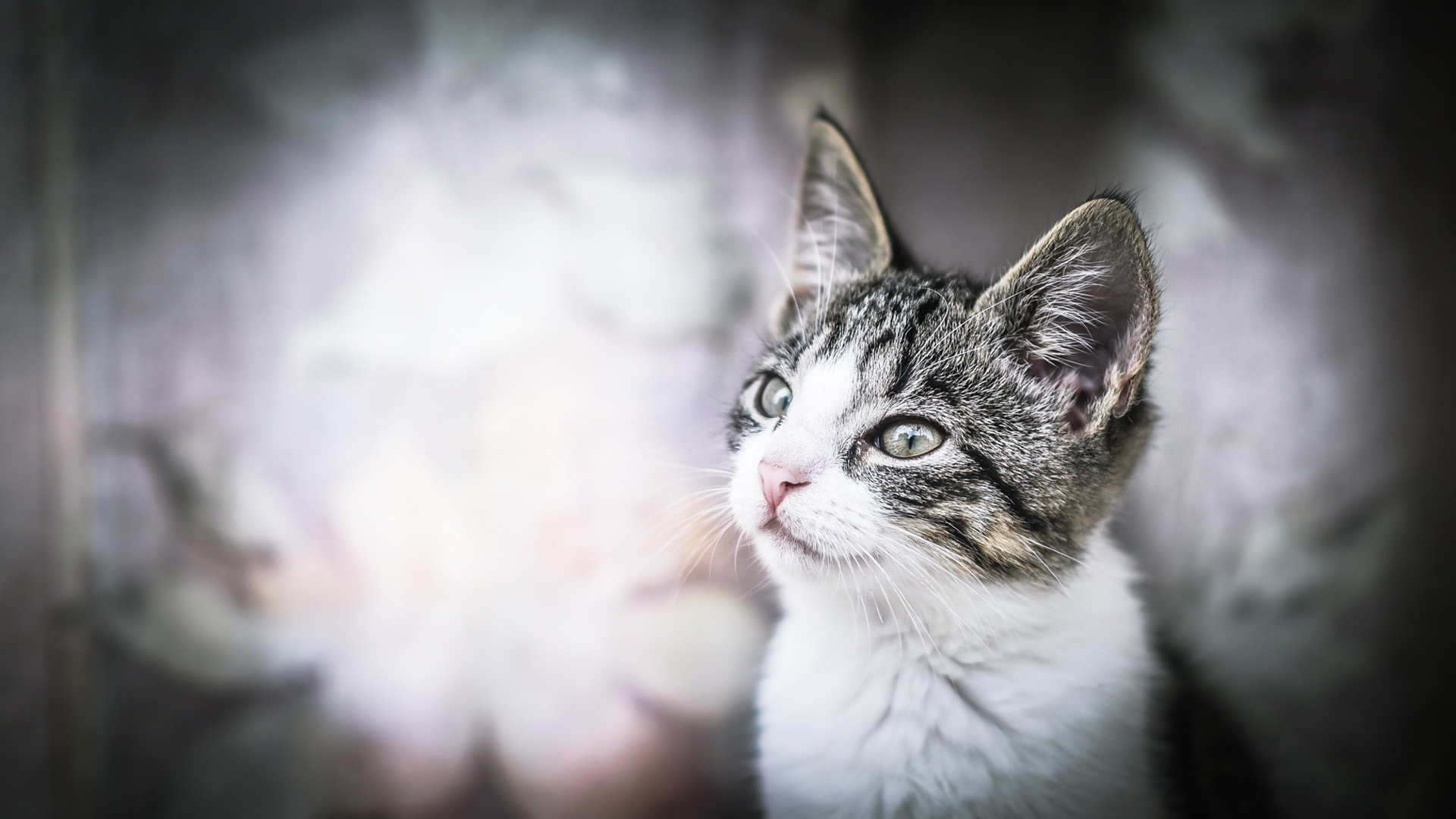 Close-up of a tabby kitten looking to the left HD Wallpaper