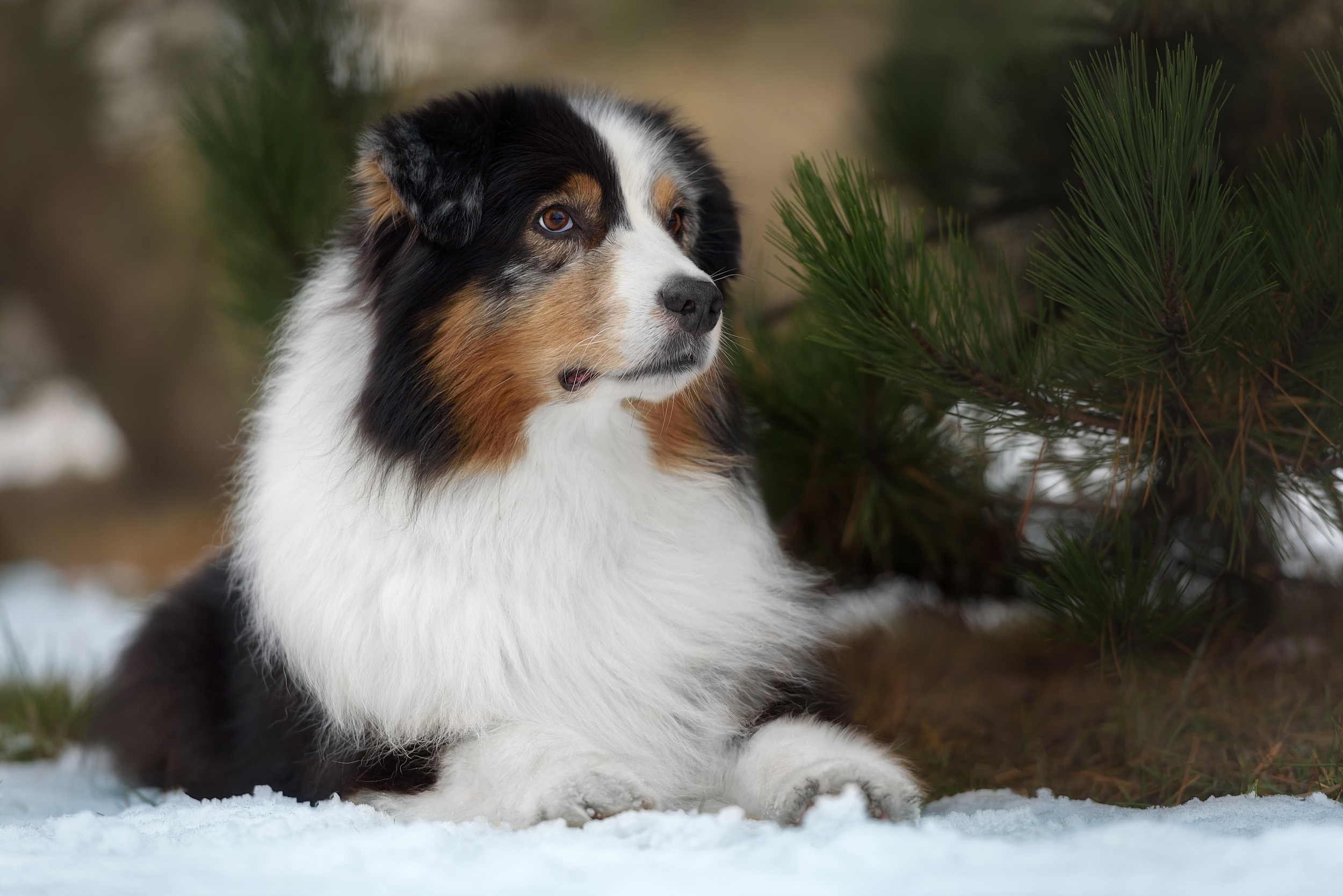 Tricolor Australian Shepherd dog lying in snow HD Wallpaper