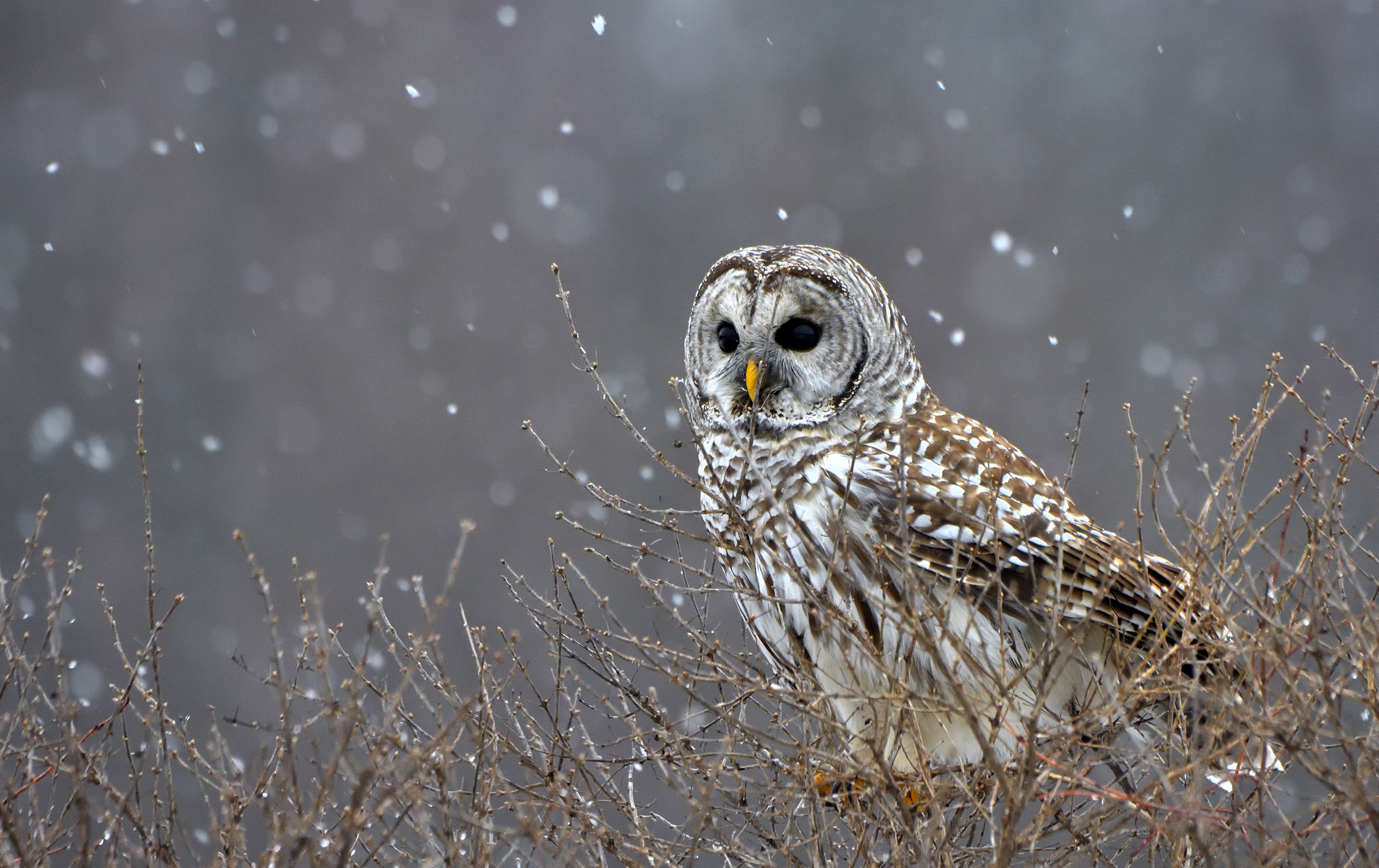 Barred owl perched on branches in snowfall HD Wallpaper
