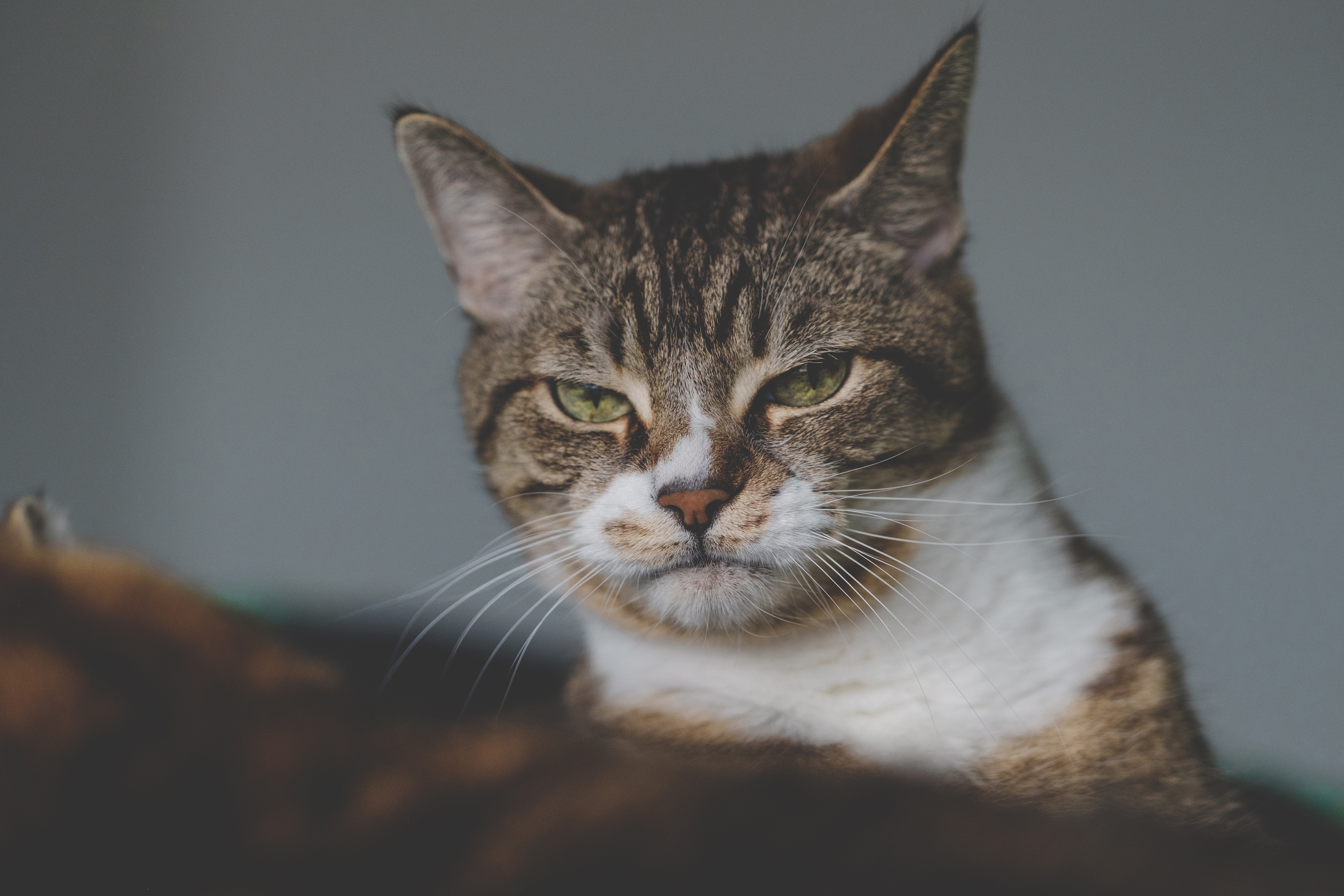Cat 4K HD Wallpaper