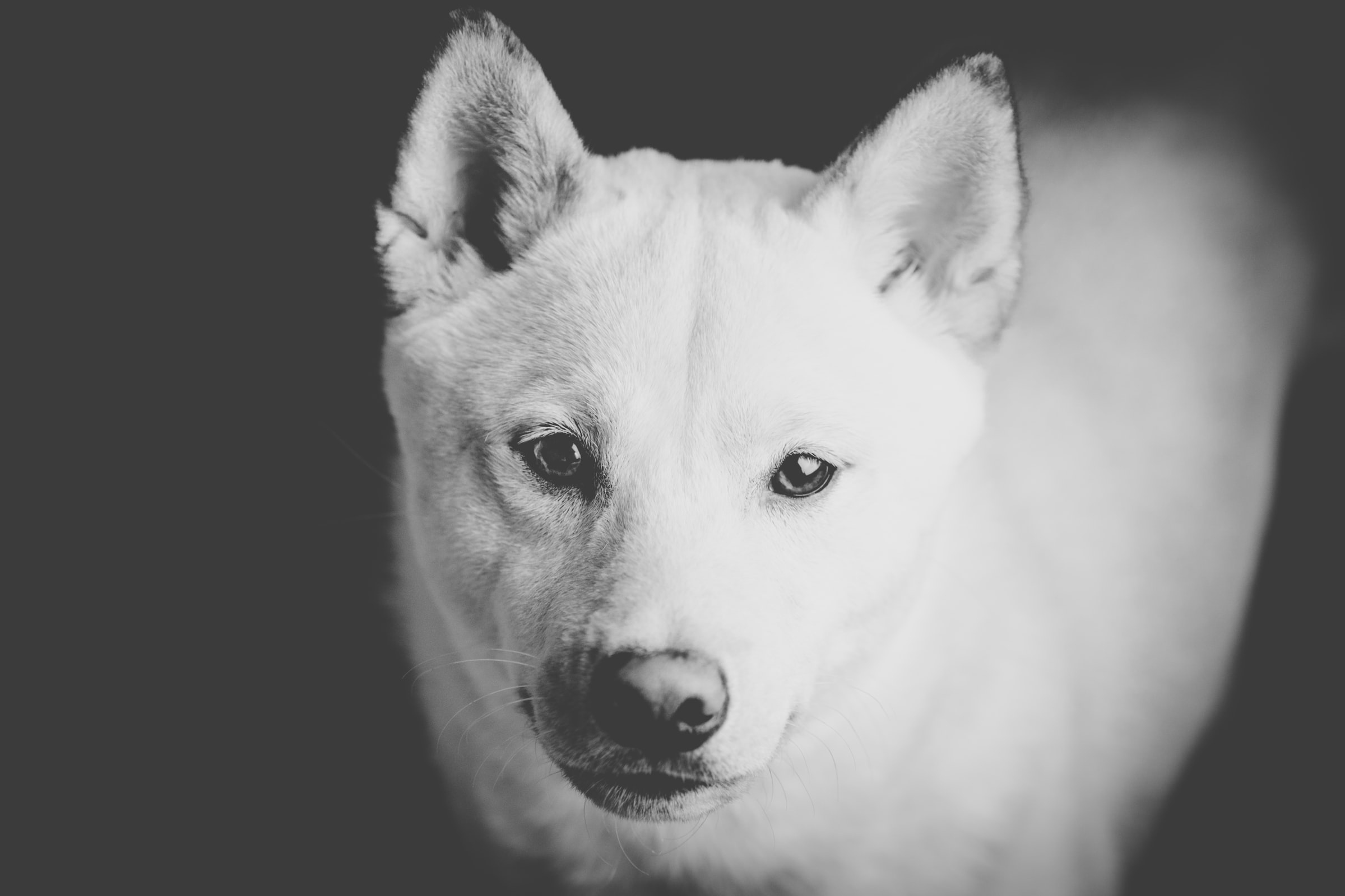 Monochrome portrait of a Shiba Inu dog HD Wallpaper