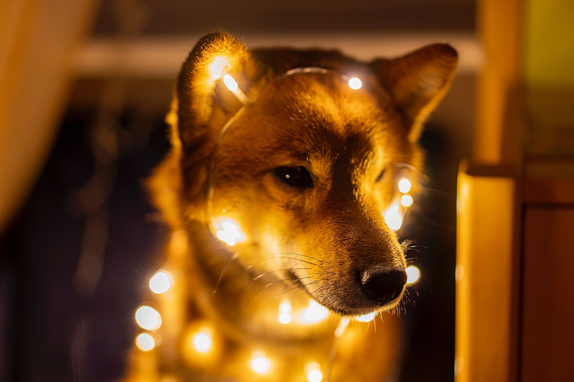 Shiba Inu dog with fairy lights HD Wallpaper