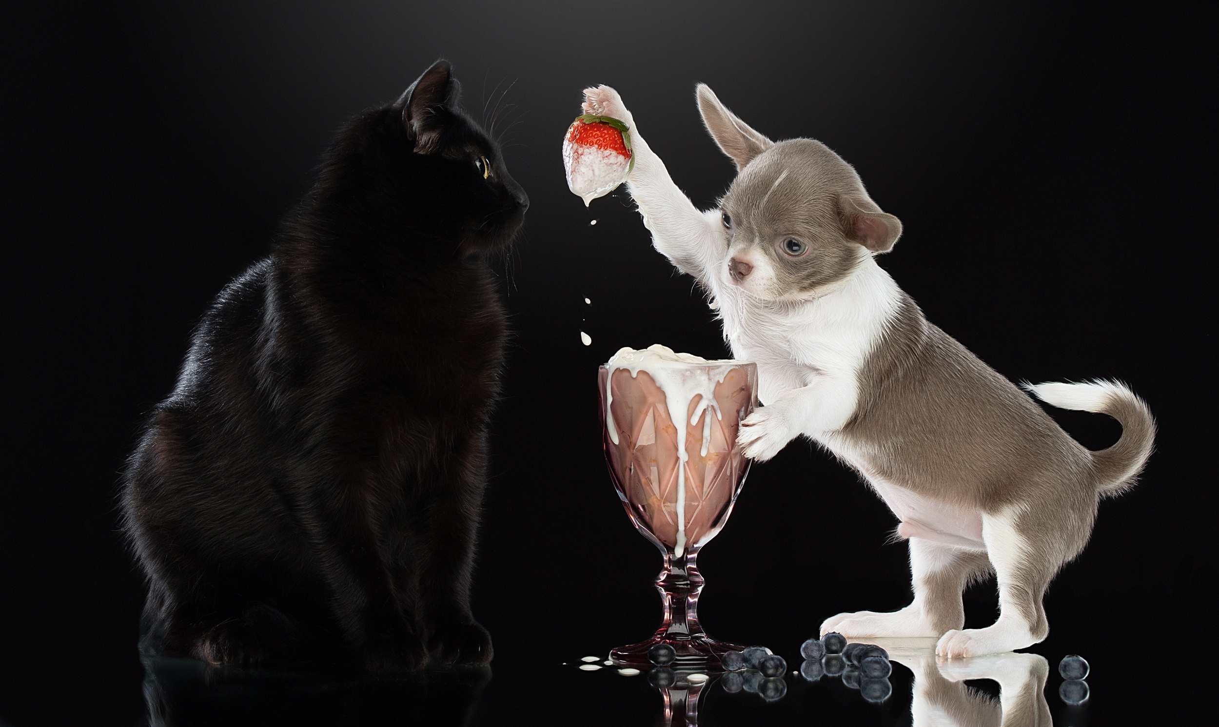 Black cat and chihuahua puppy with strawberry and milkshake HD Wallpaper