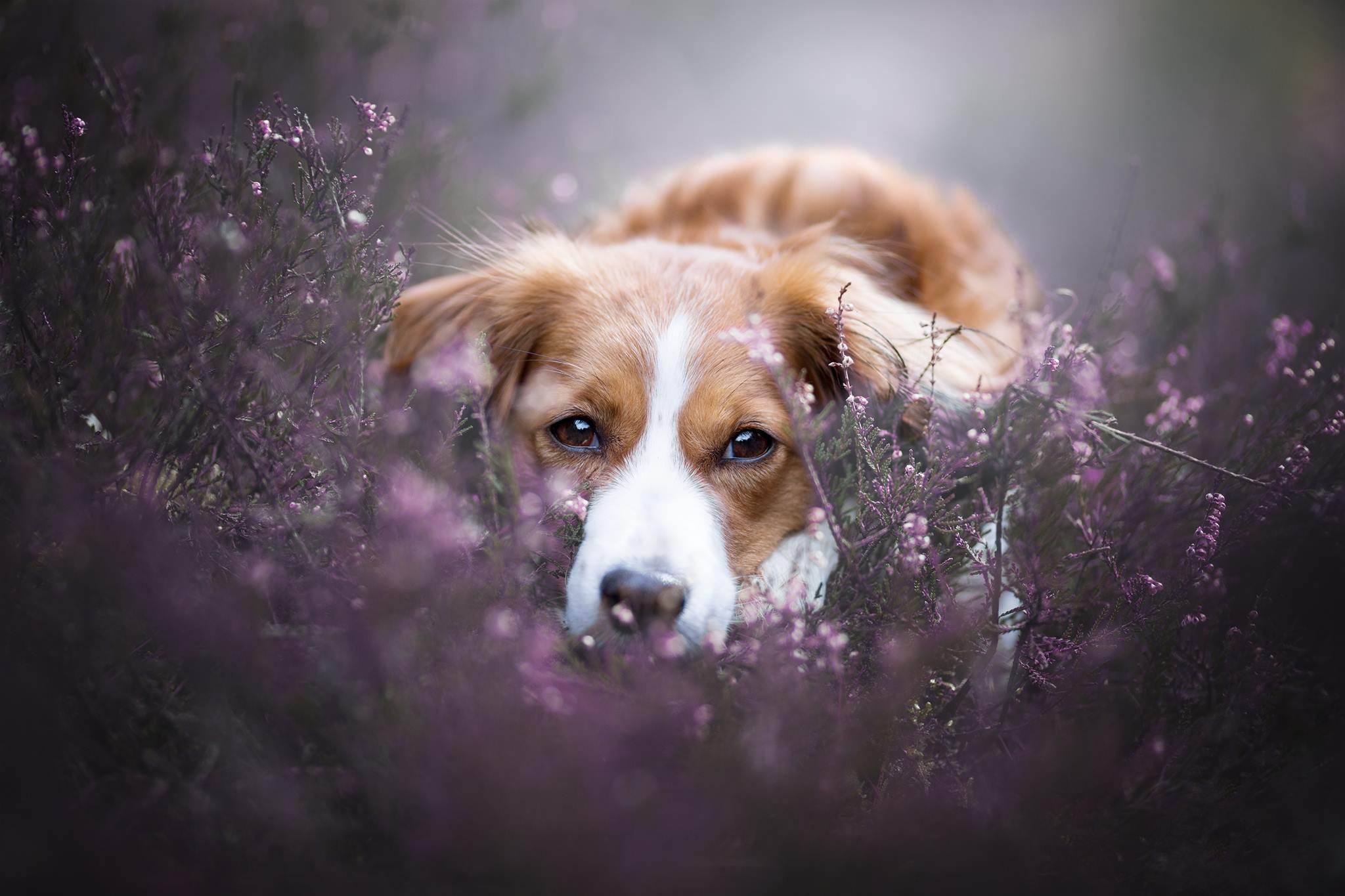 Dog lying in purple flowers HD Wallpaper