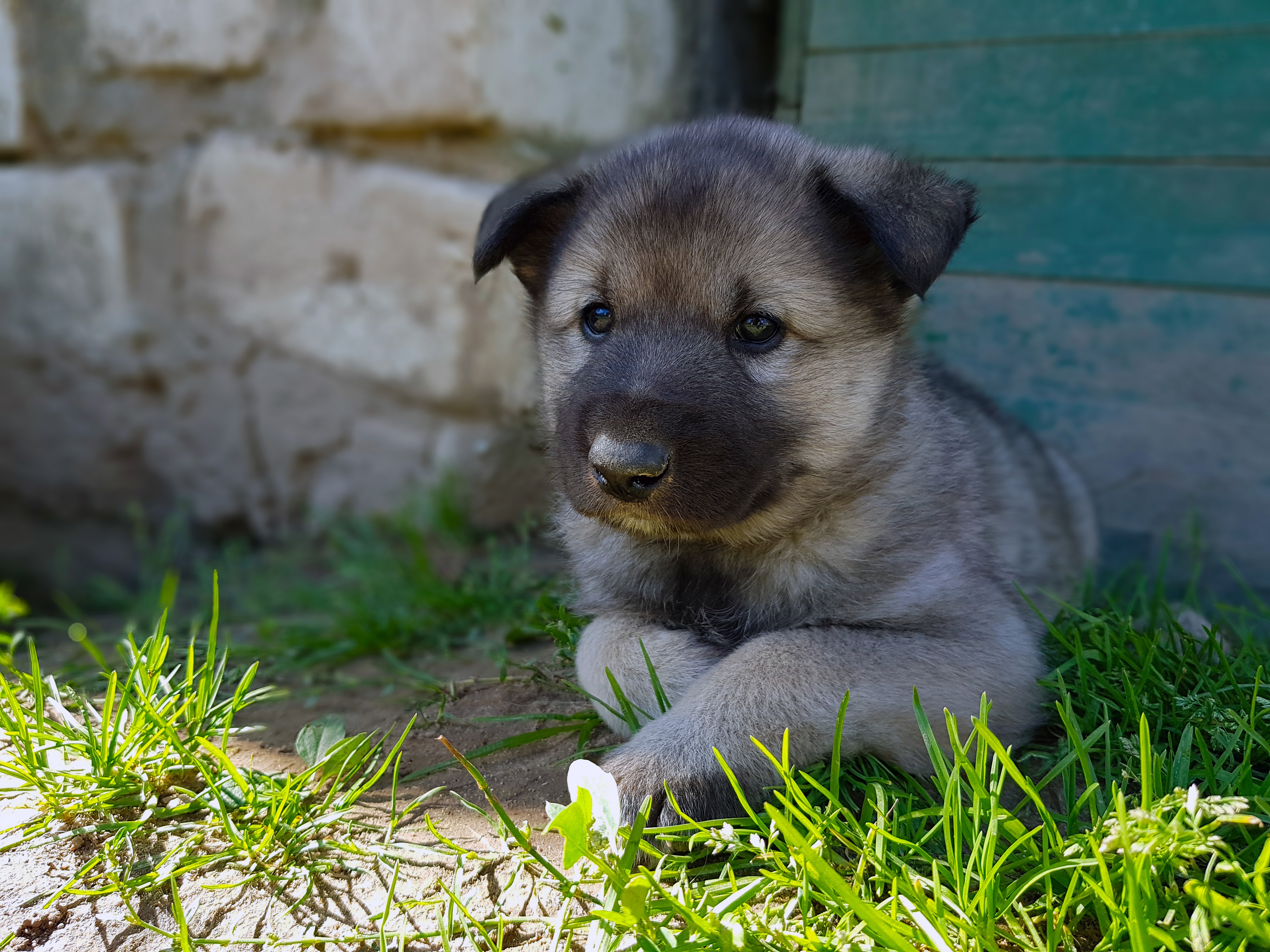 Puppy 4K HD Wallpaper