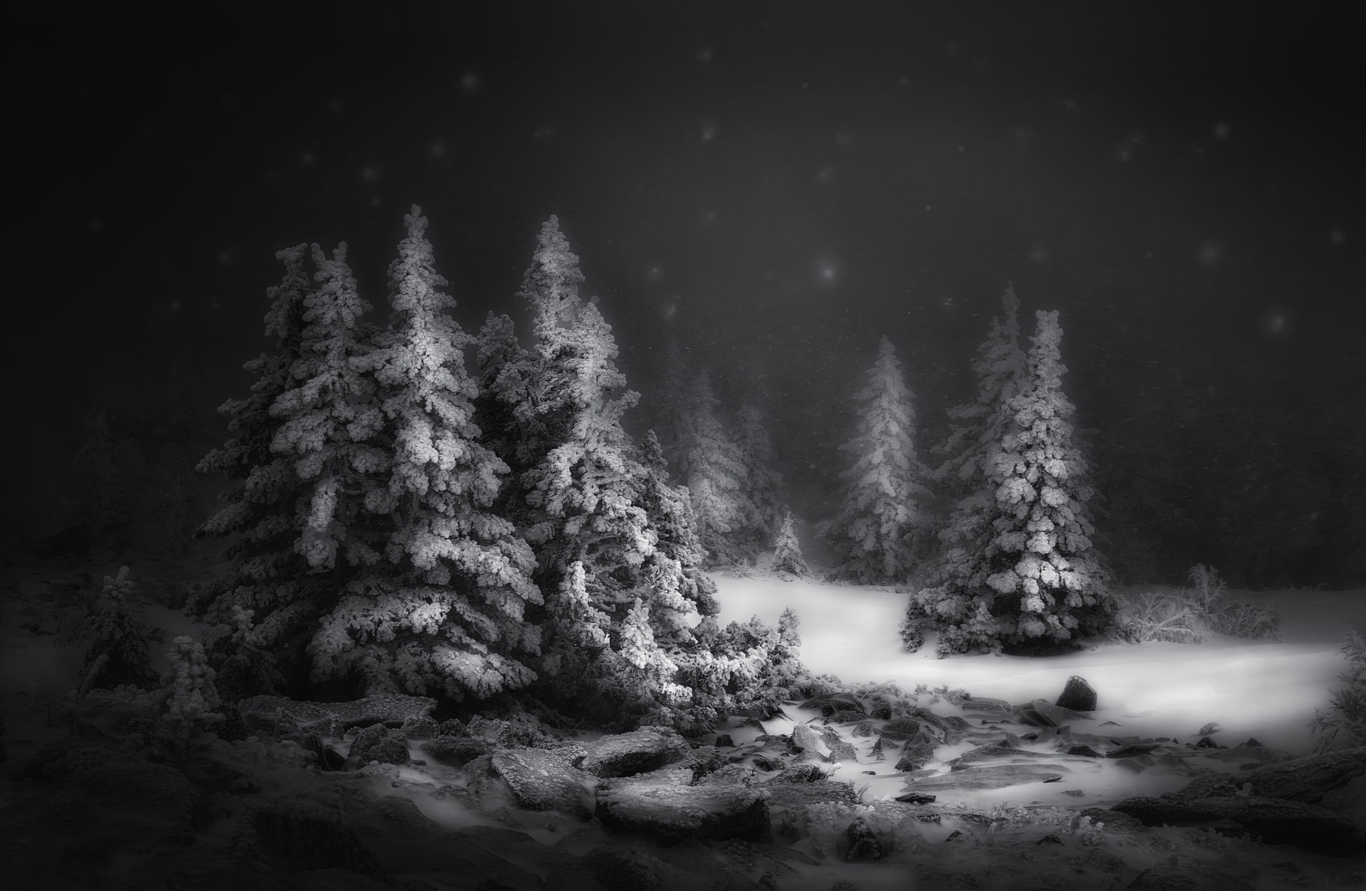 Snow-covered trees in a dark forest at night HD Wallpaper