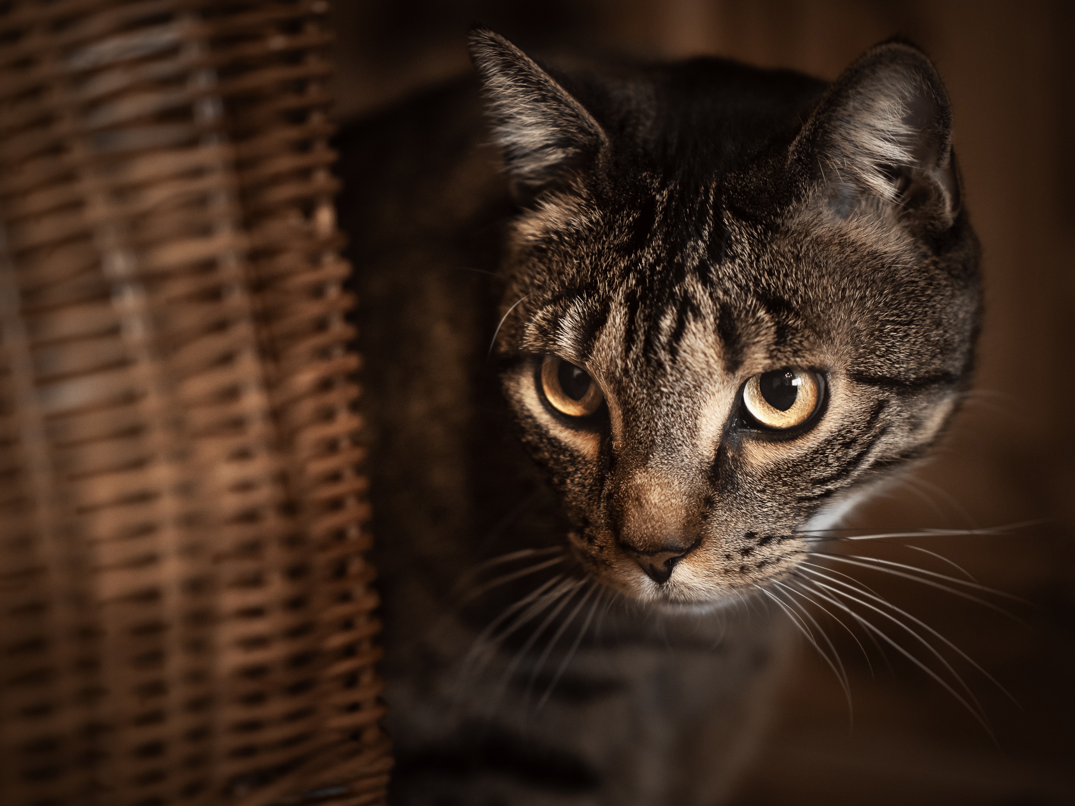 Tabby cat peeking from behind a wicker basket HD Wallpaper