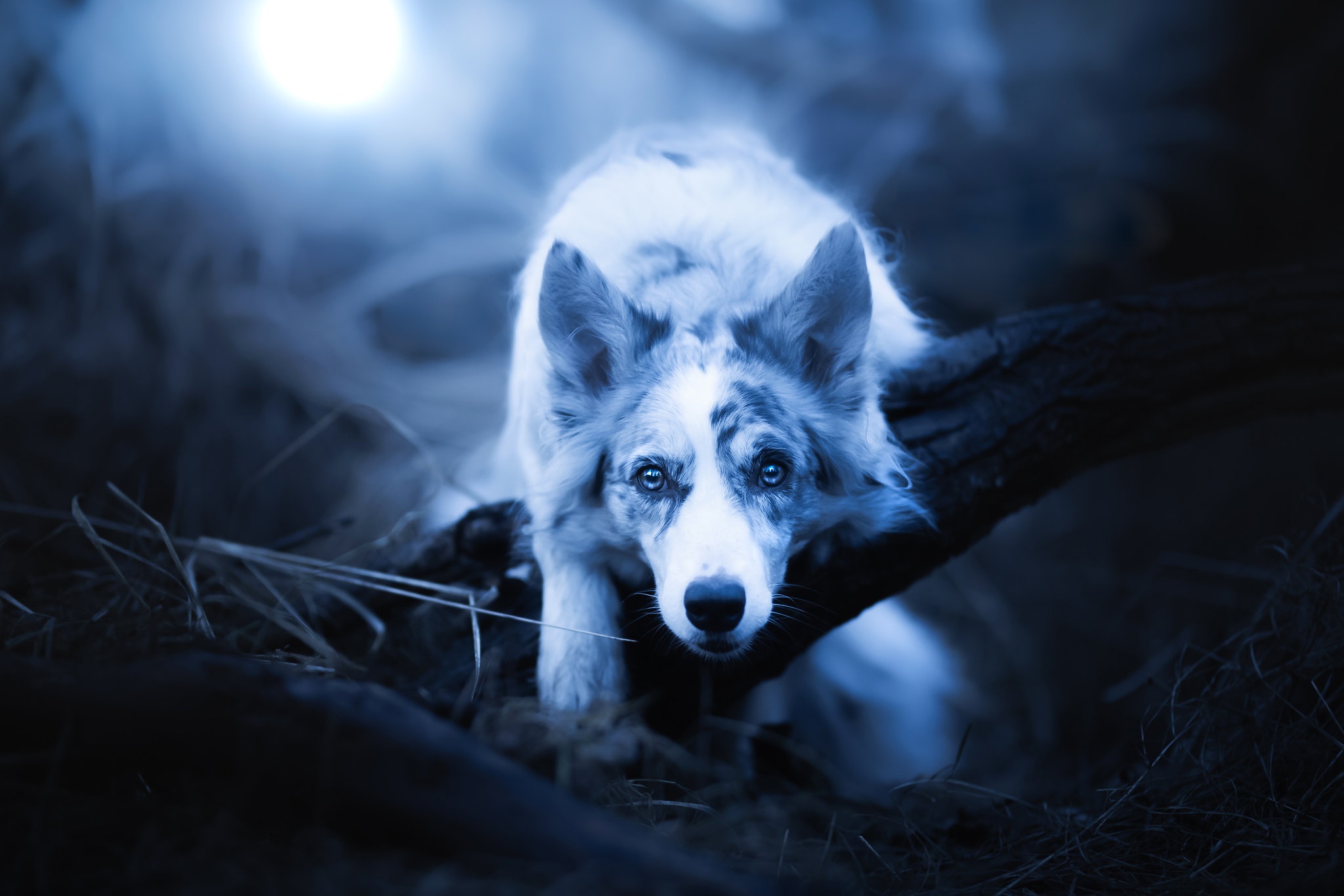 Blue merle Border Collie dog on a log HD Wallpaper