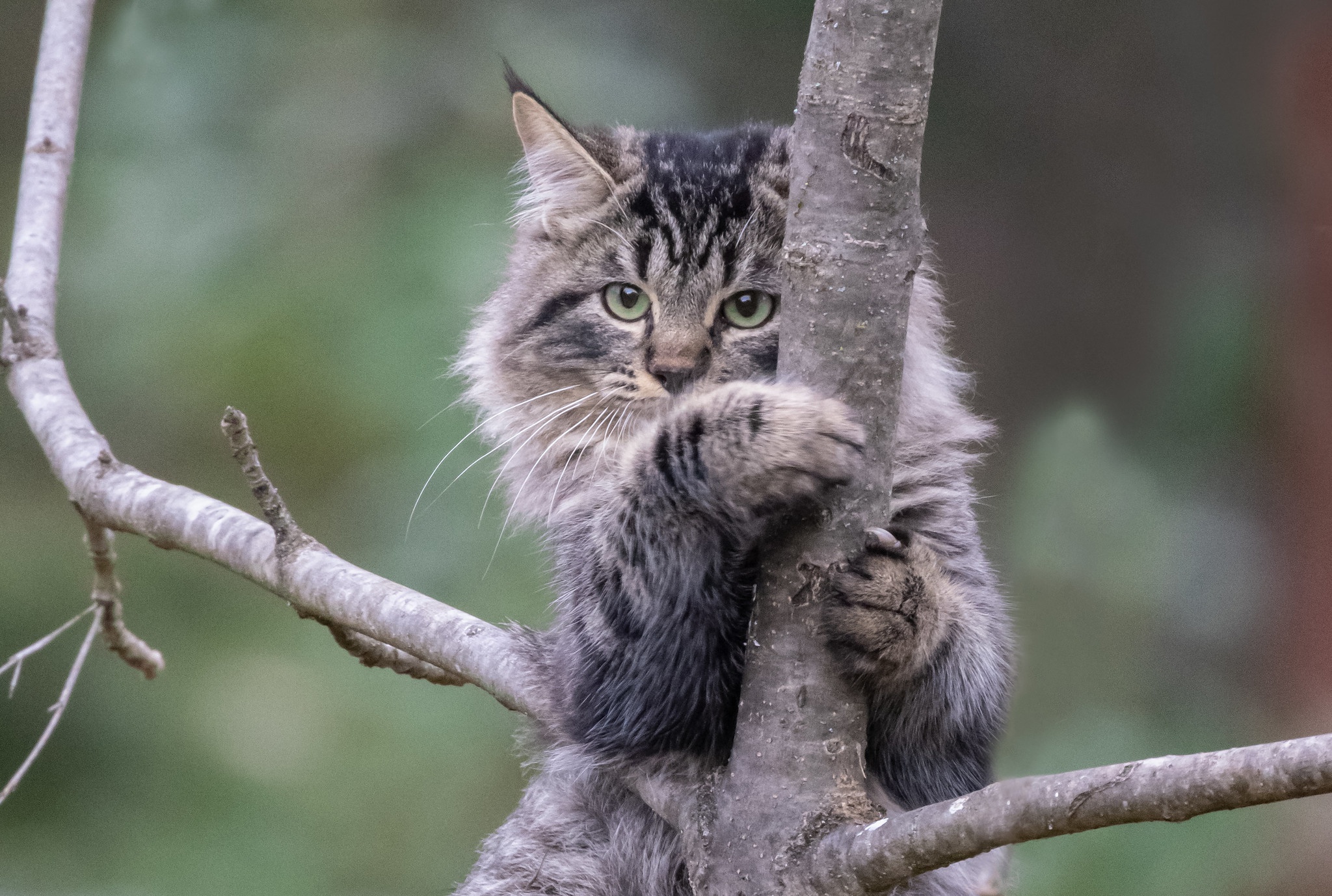 A tabby cat climbs a tree HD Wallpaper