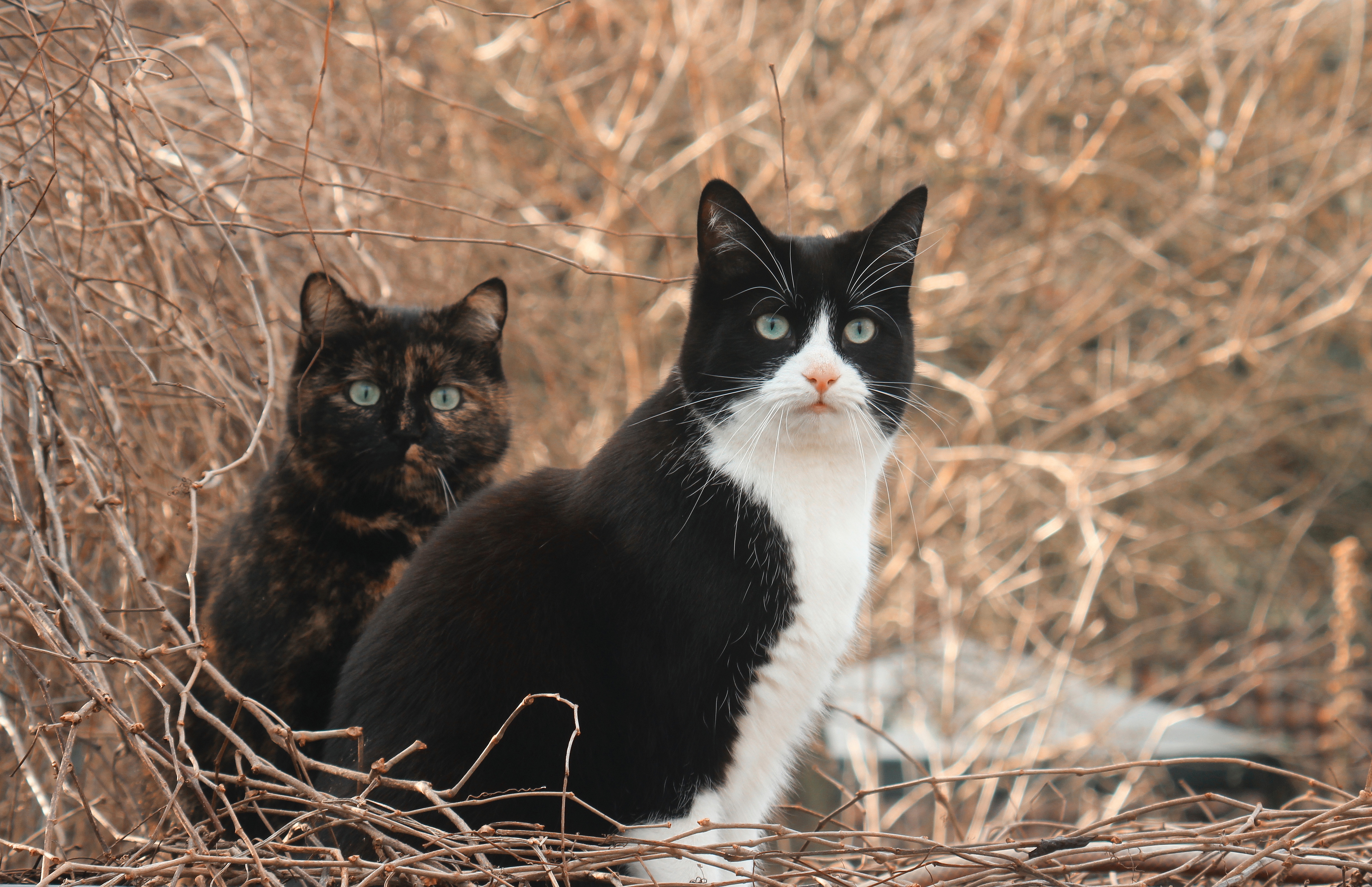 Two cats sitting among dry branches HD Wallpaper