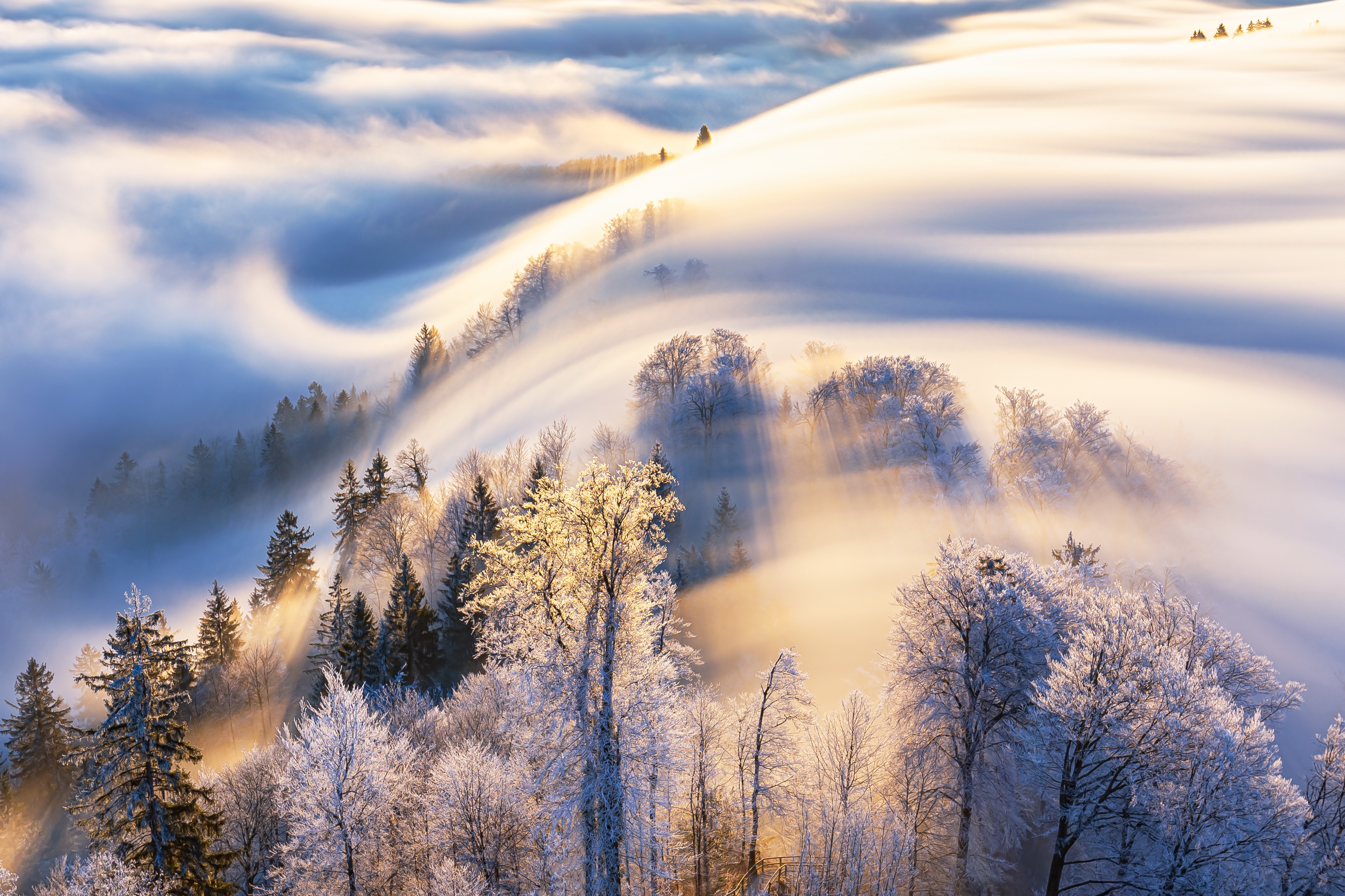 Foggy Winter Forest with Sunbeams HD Wallpaper