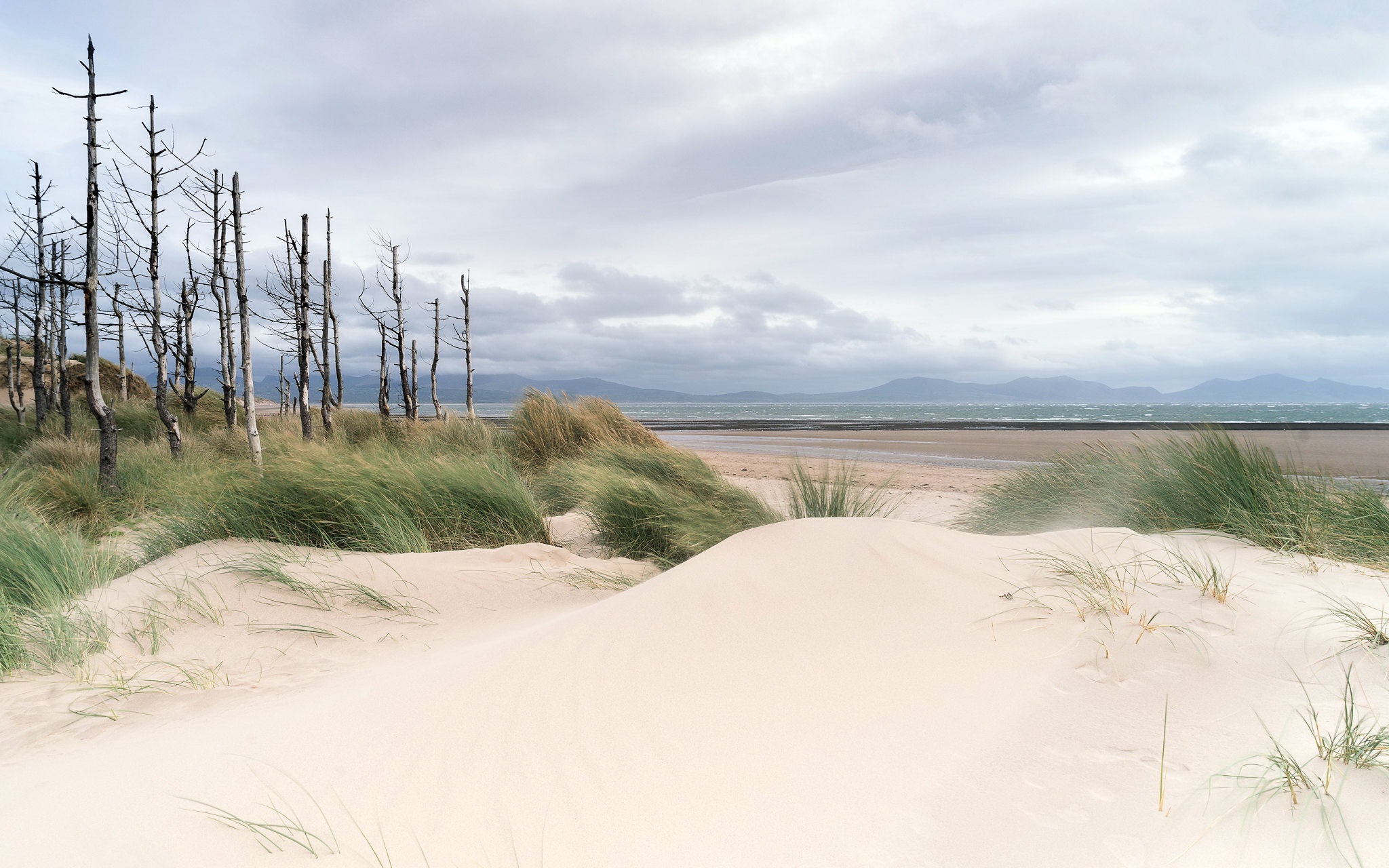 Dead trees on a sandy beach with dunes and ocean HD Wallpaper
