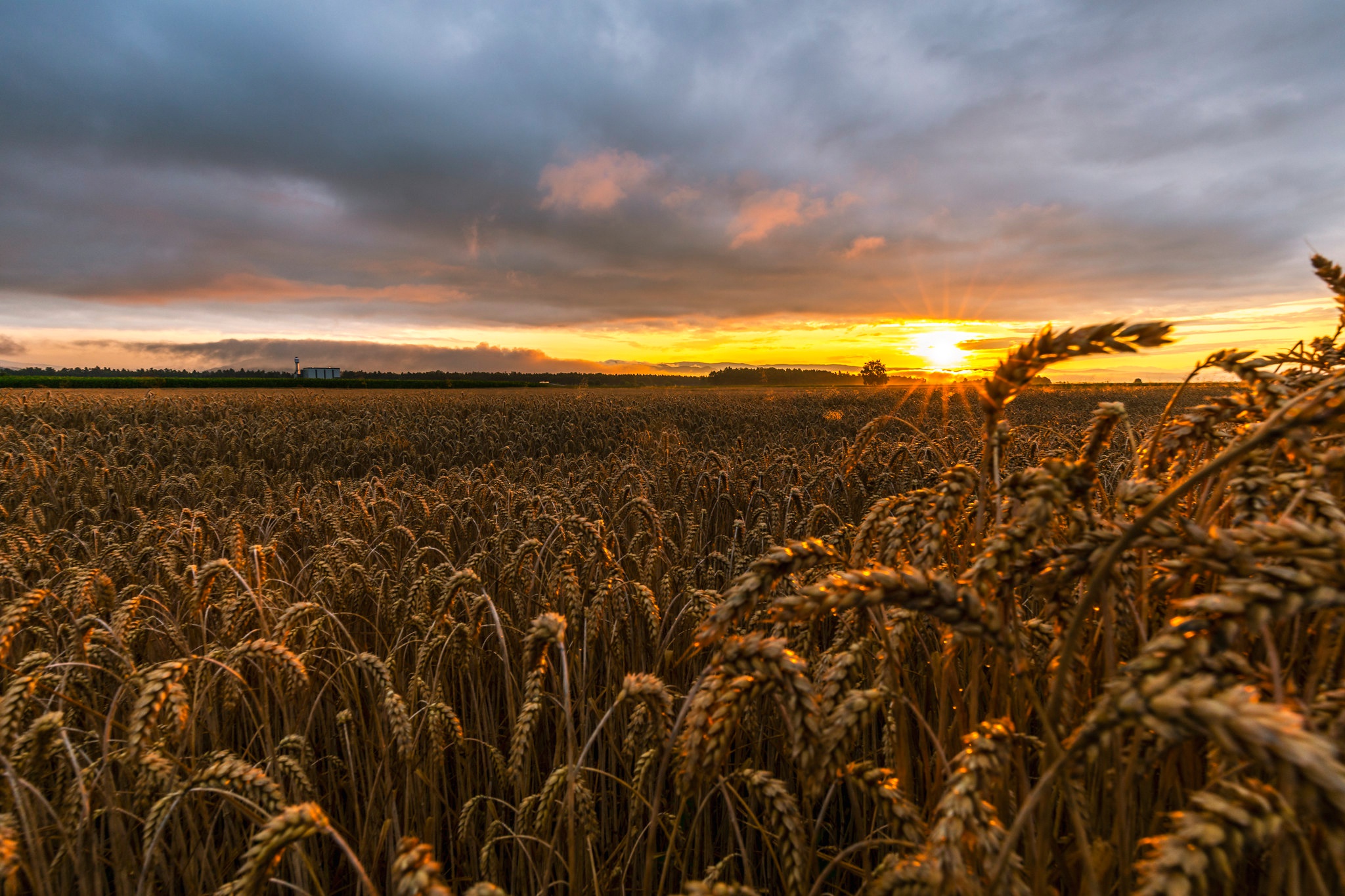 Wheat field at sunset HD Wallpaper