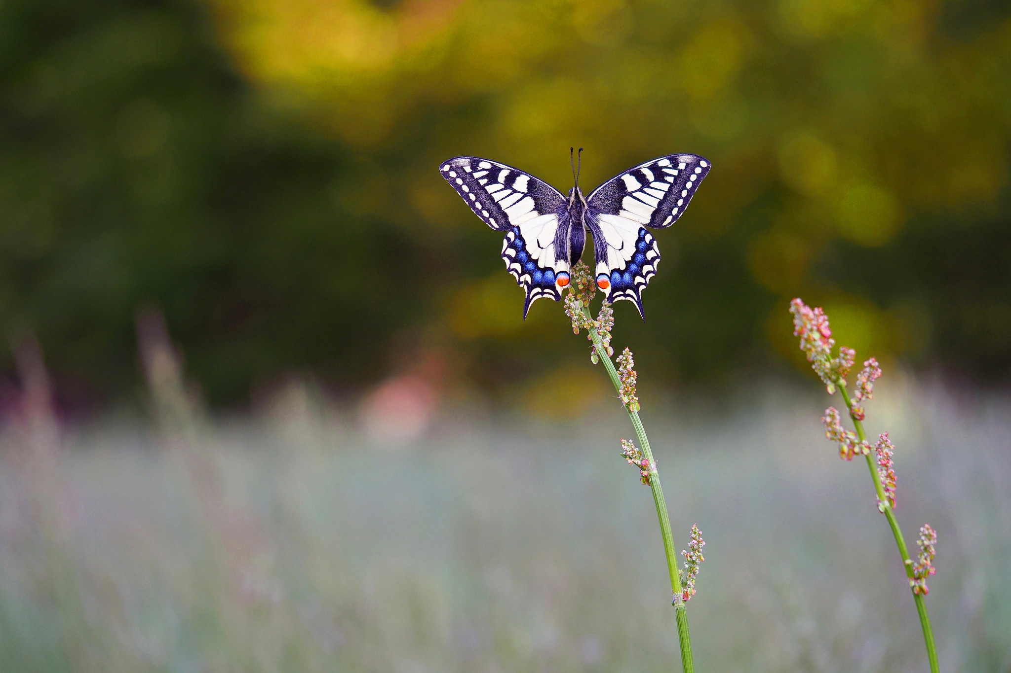 Butterfly on a plant stem HD Wallpaper