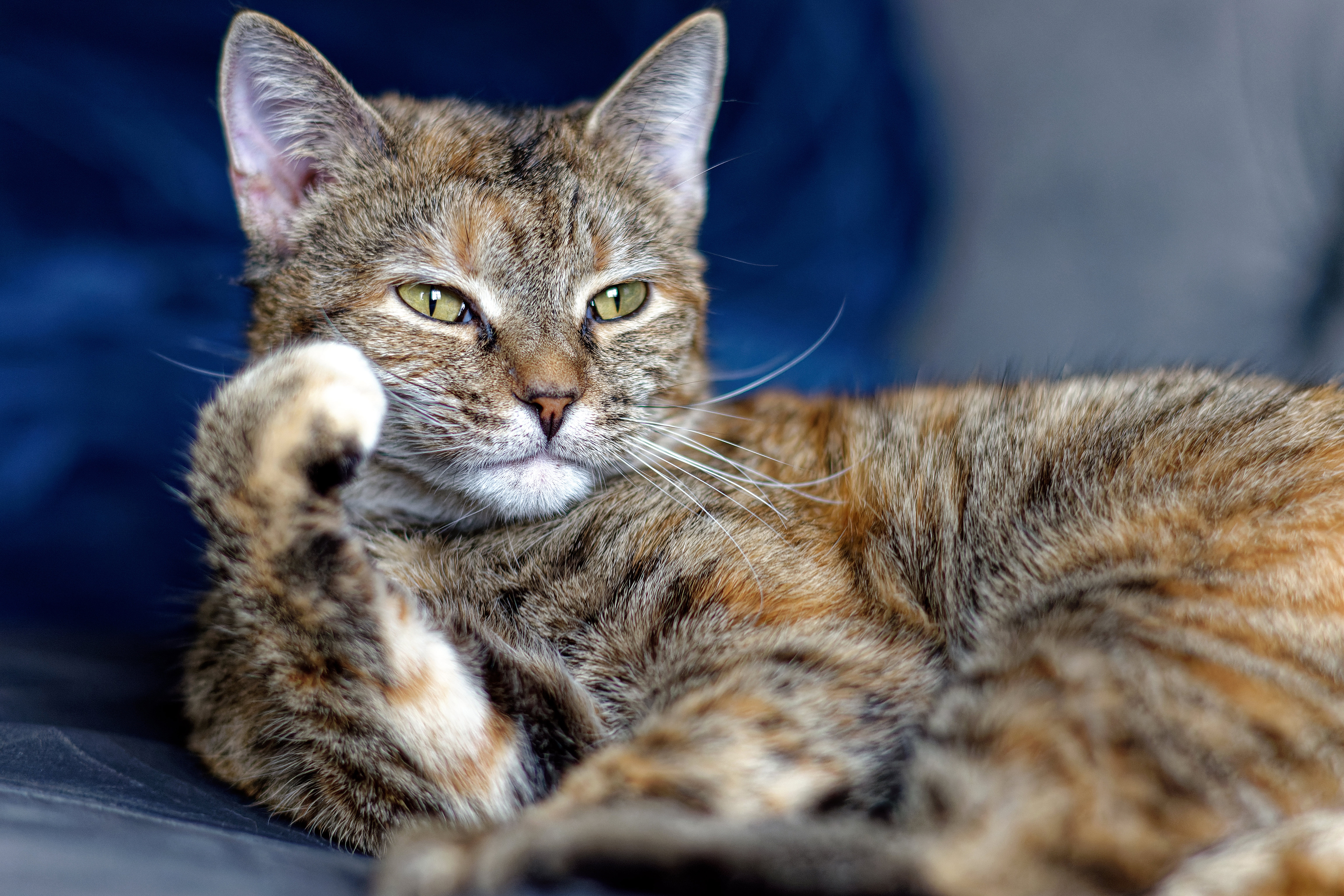 Cat 4K HD Wallpaper