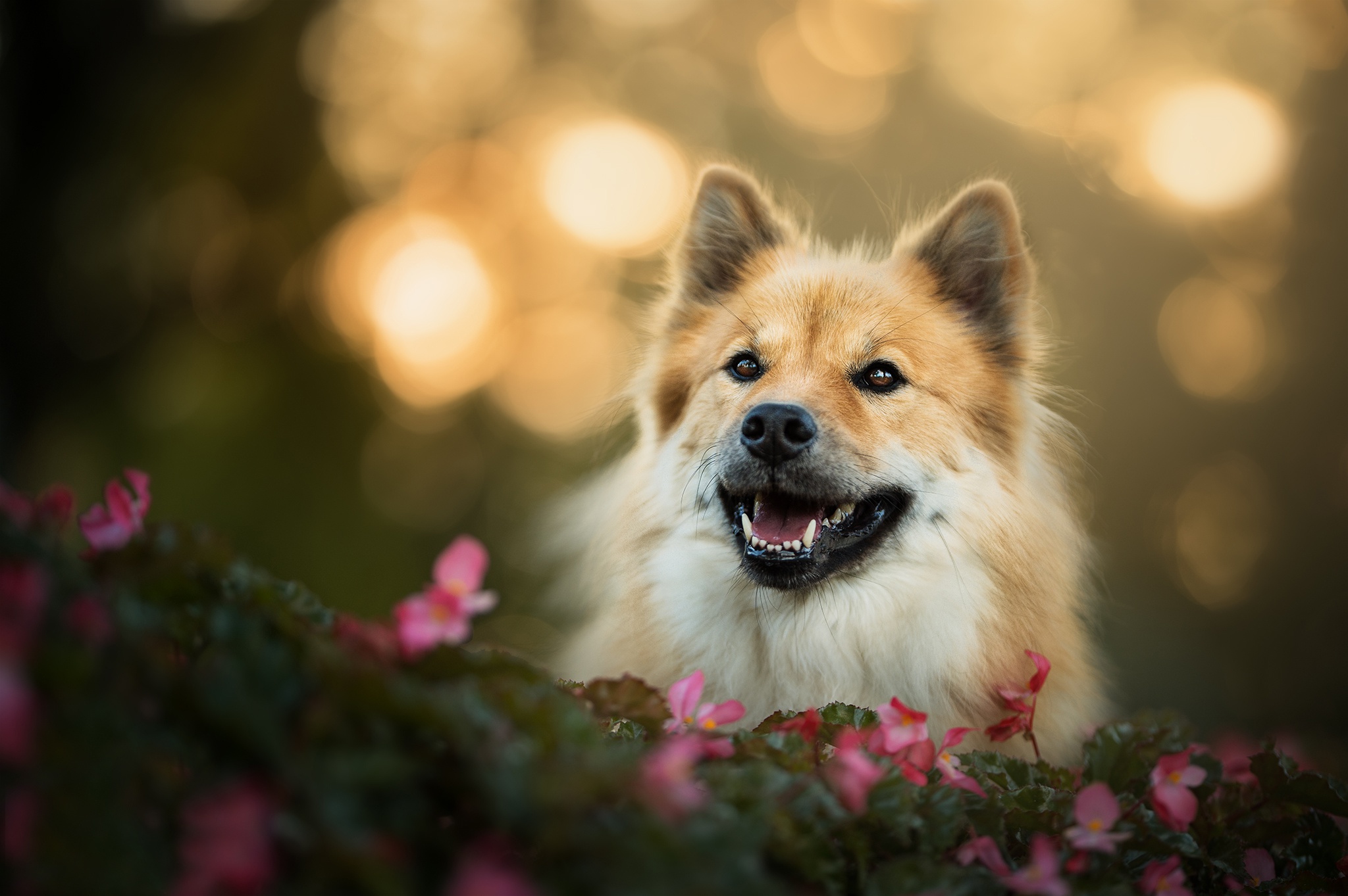 Eurasier Dog in Soft Bokeh Light HD Wallpaper