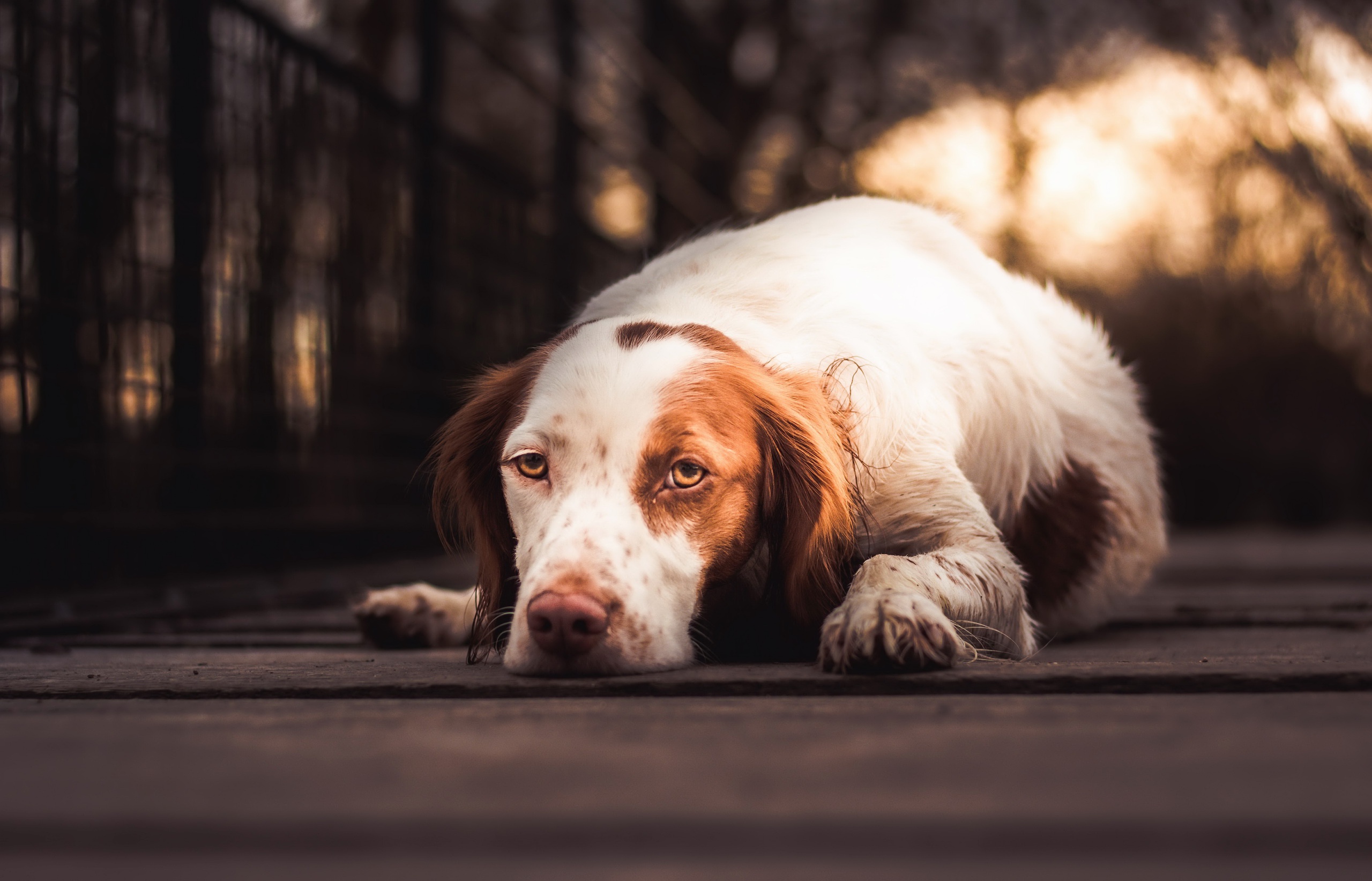 White and brown dog lying on wooden planks HD Wallpaper