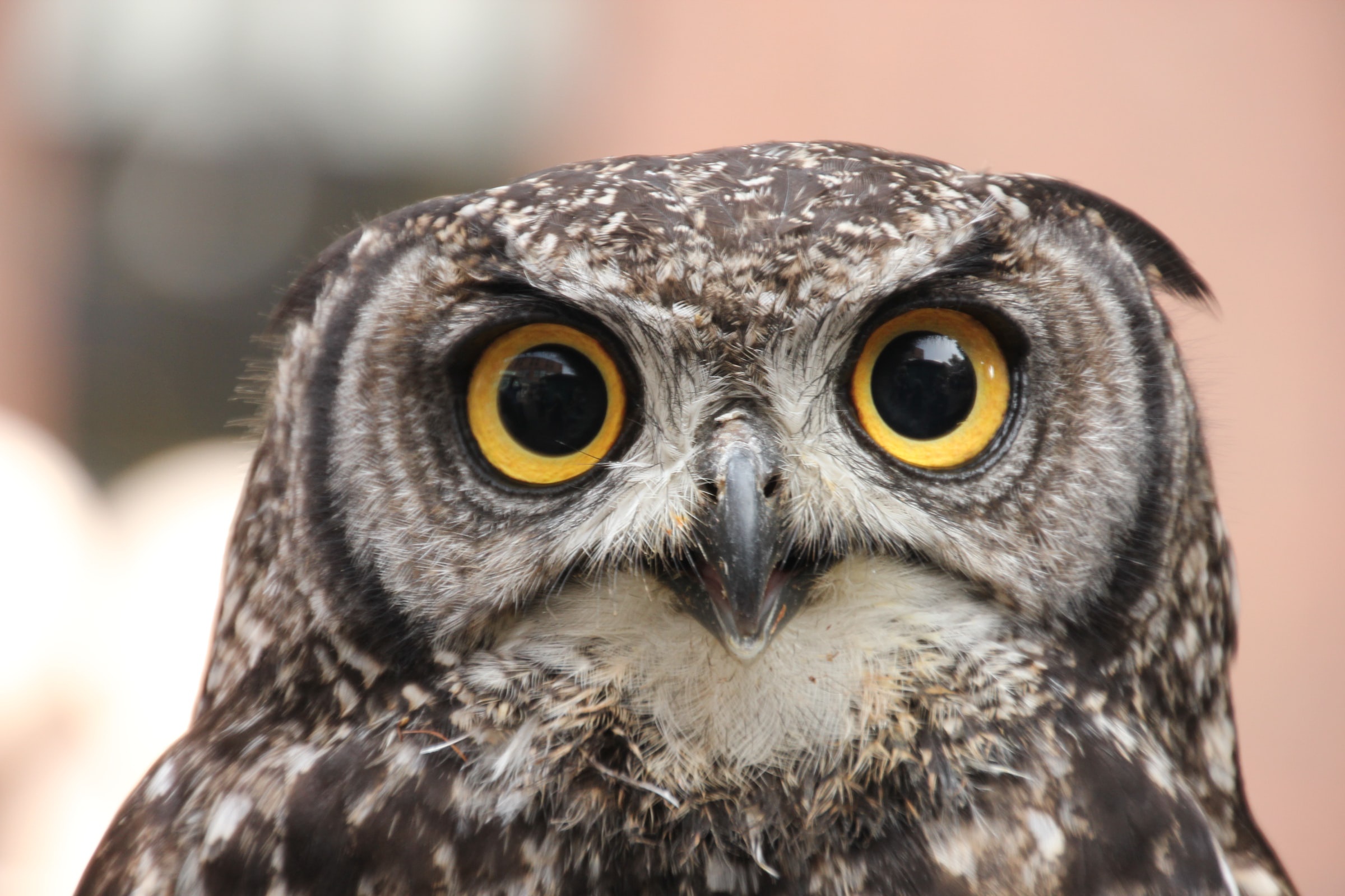 Close-up of a Spotted Eagle-Owl's Face HD Wallpaper