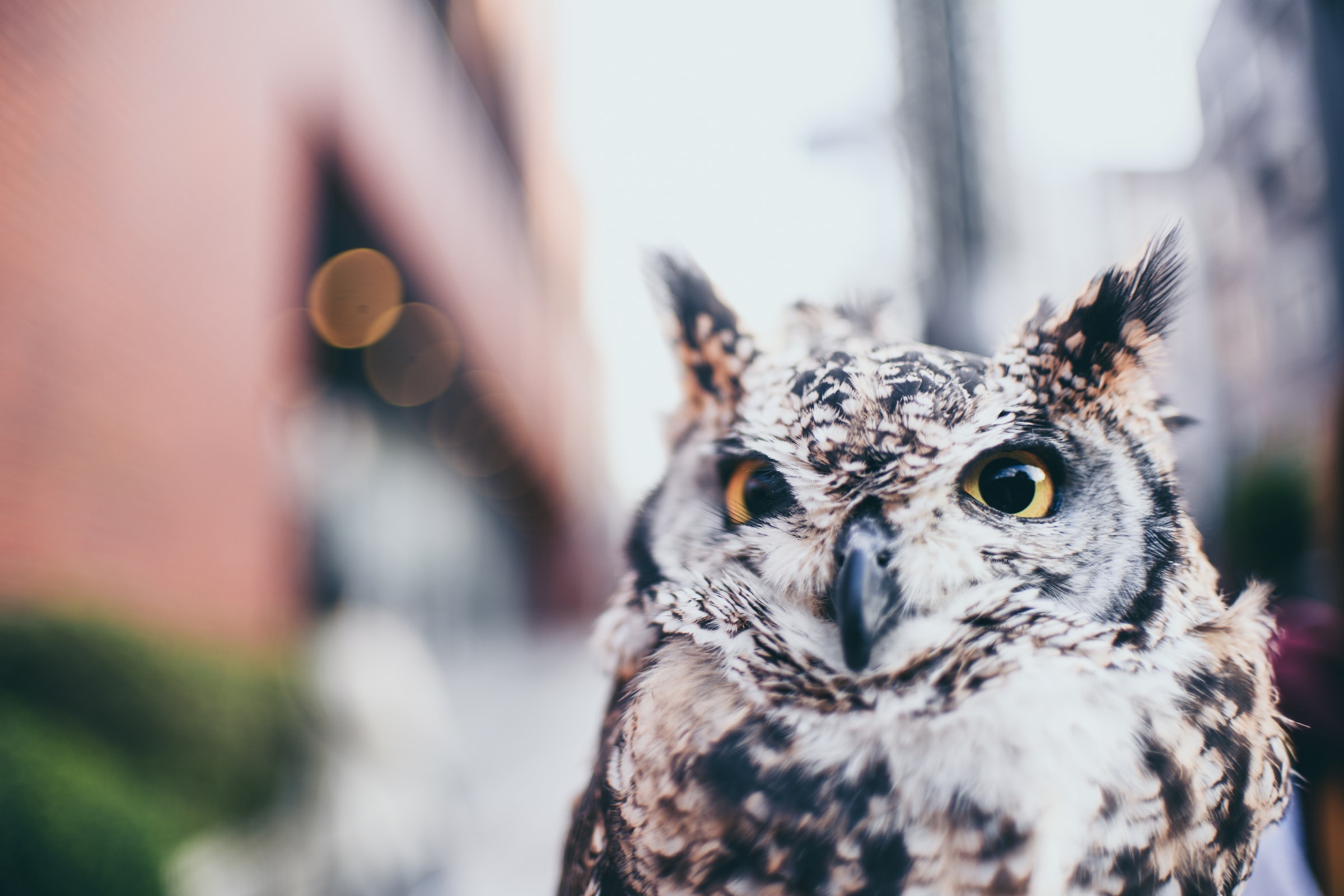 Close-up of a Great Horned Owl HD Wallpaper