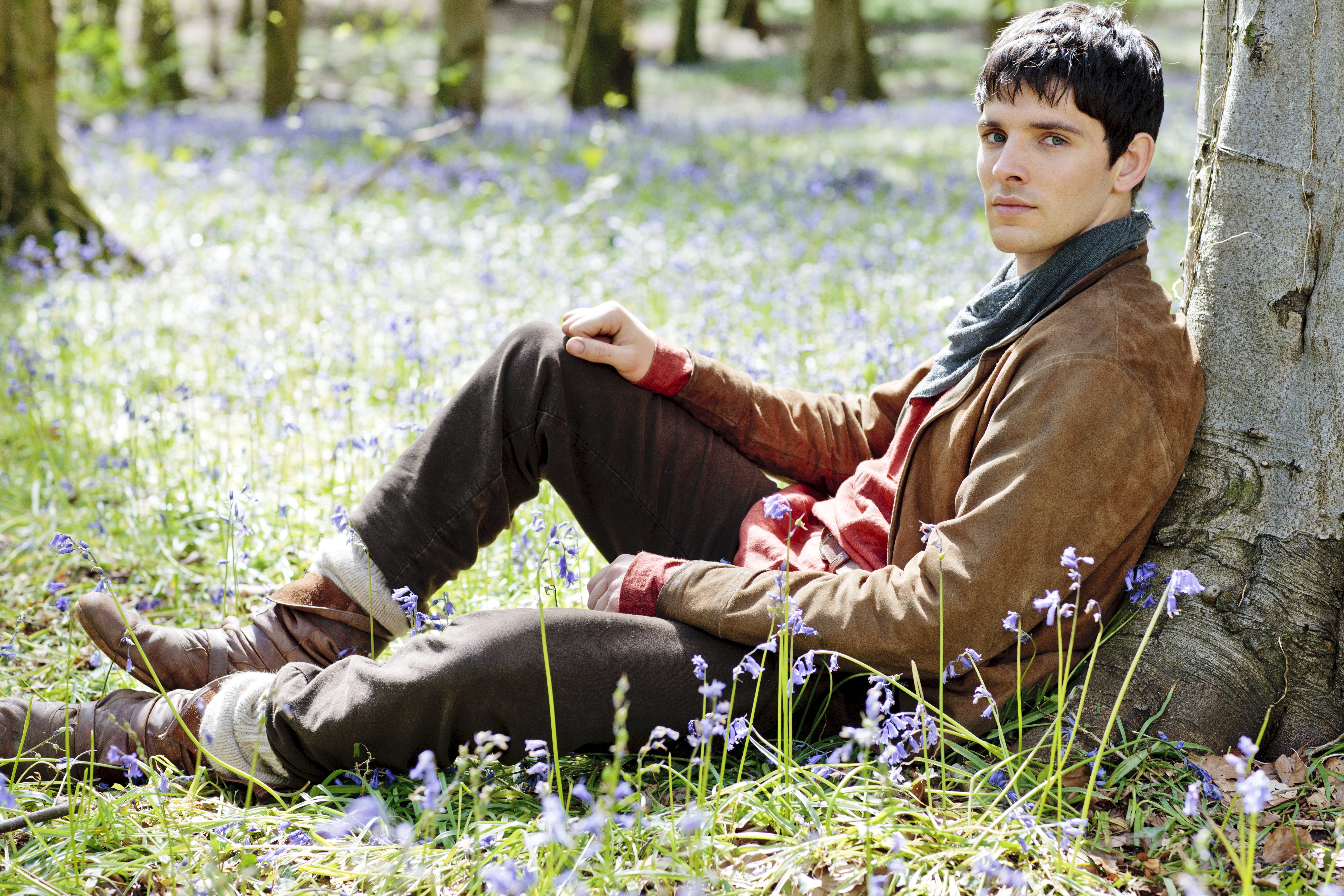 Merlin from Merlin sitting in a field of bluebells HD Wallpaper