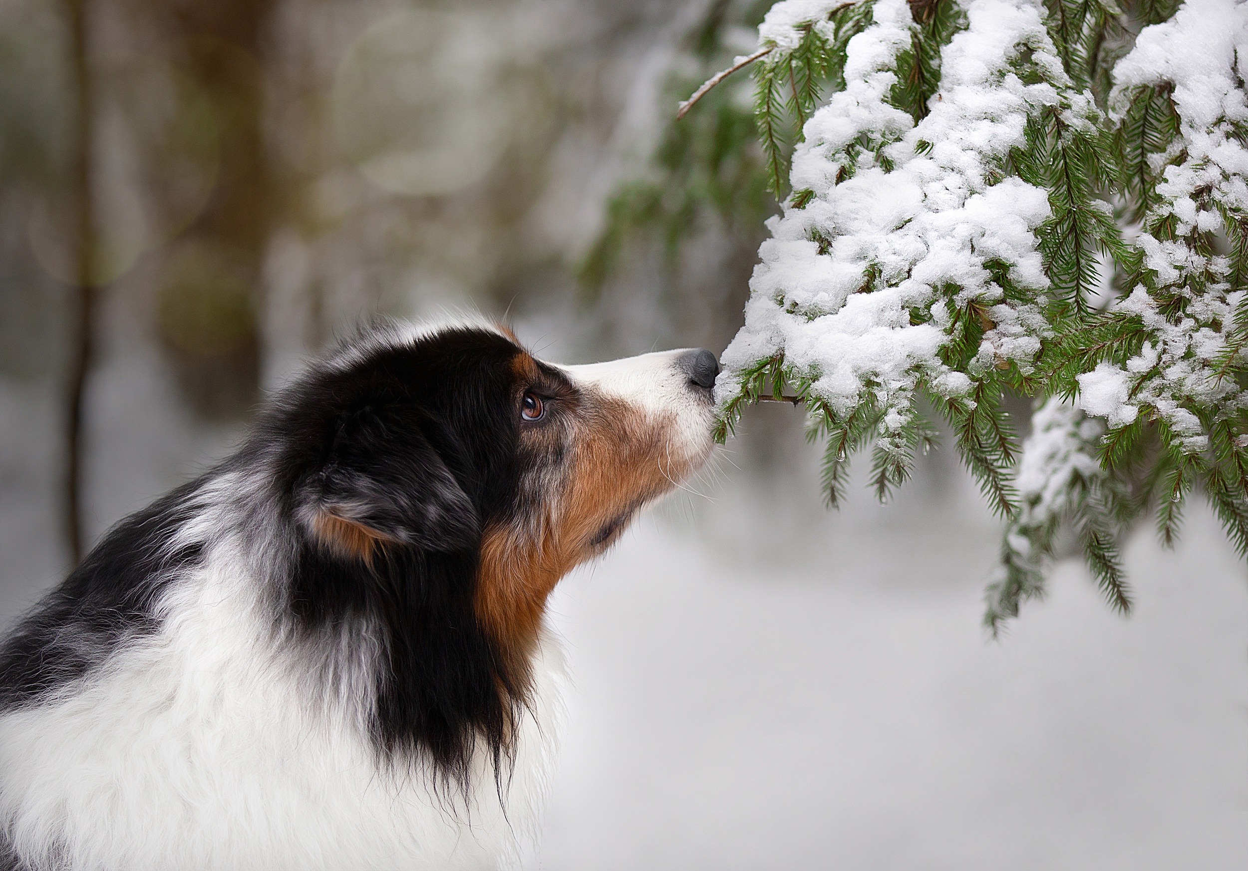 Australian Shepherd dog sniffing snow-covered pine branch HD Wallpaper