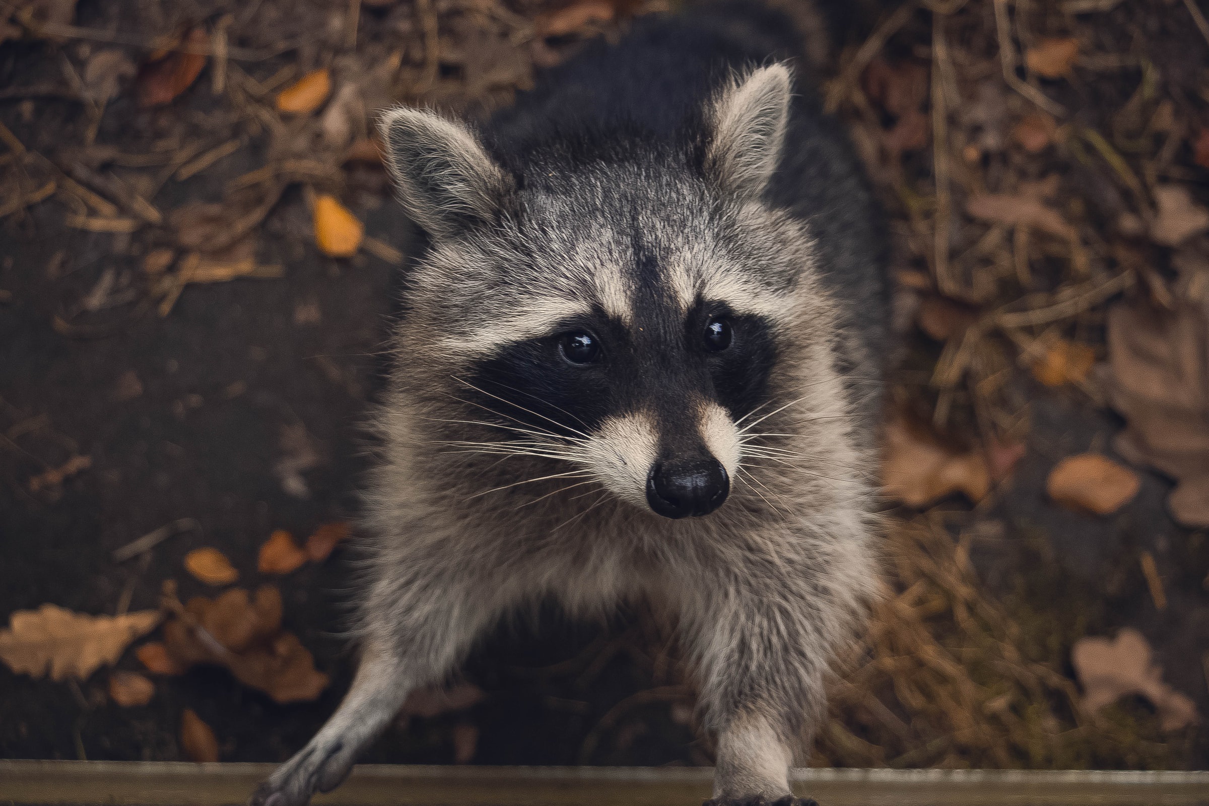 Raccoon in a forest setting HD Wallpaper