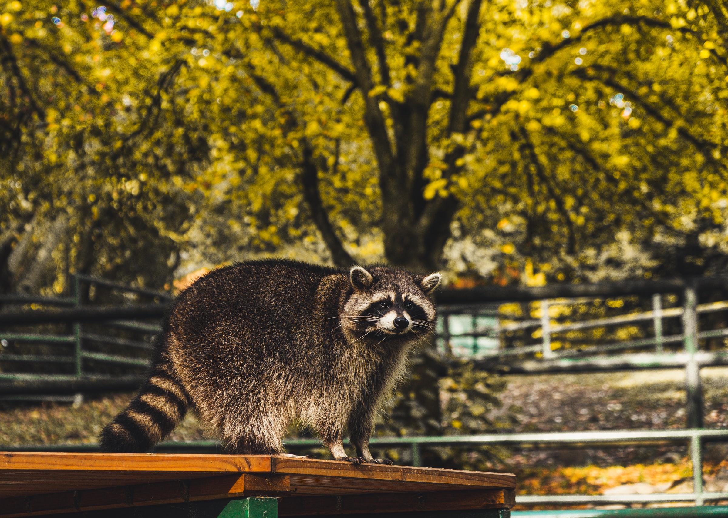 Raccoon standing on a wooden platform in autumn HD Wallpaper