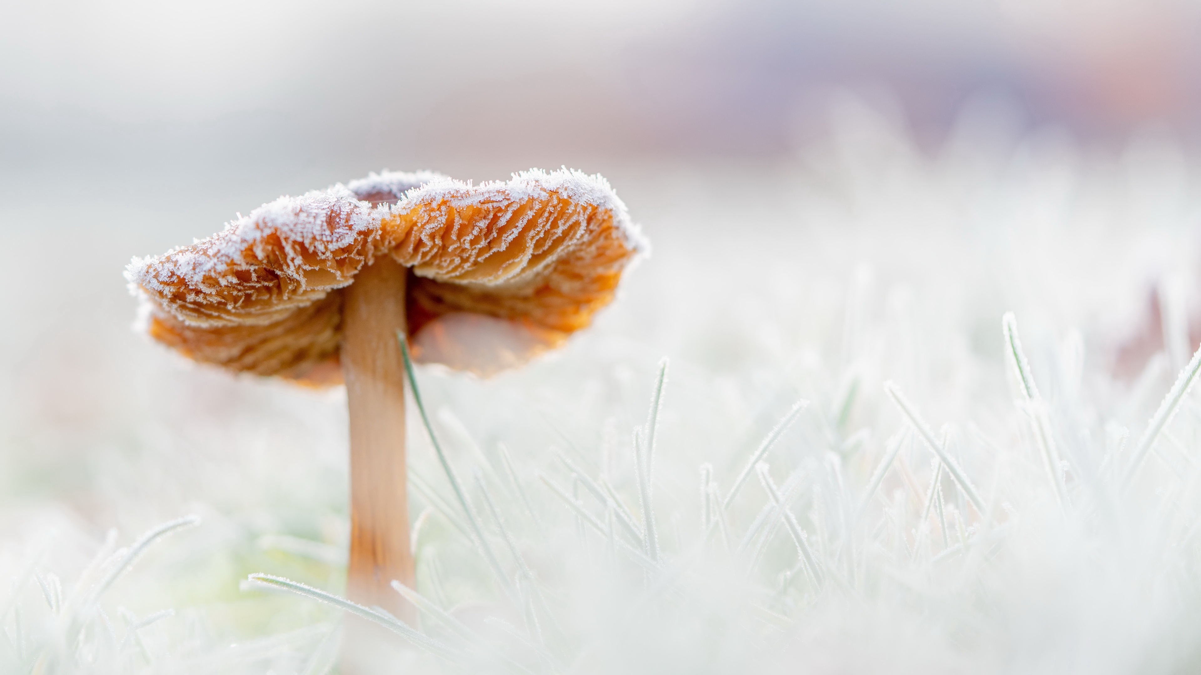 Mushroom with frost in macro photography HD Wallpaper