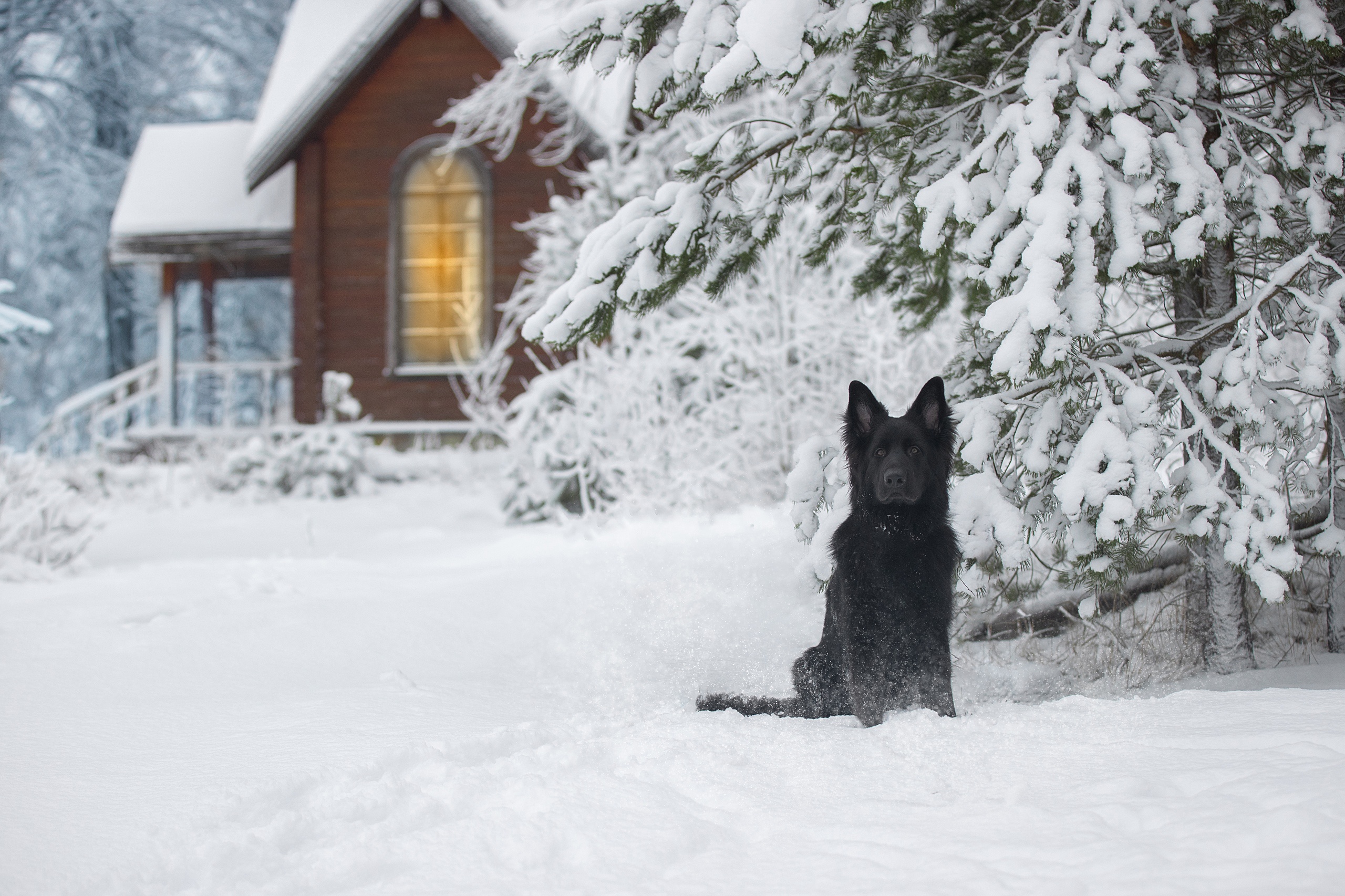 Black German Shepherd sitting in snow near a wooden house HD Wallpaper