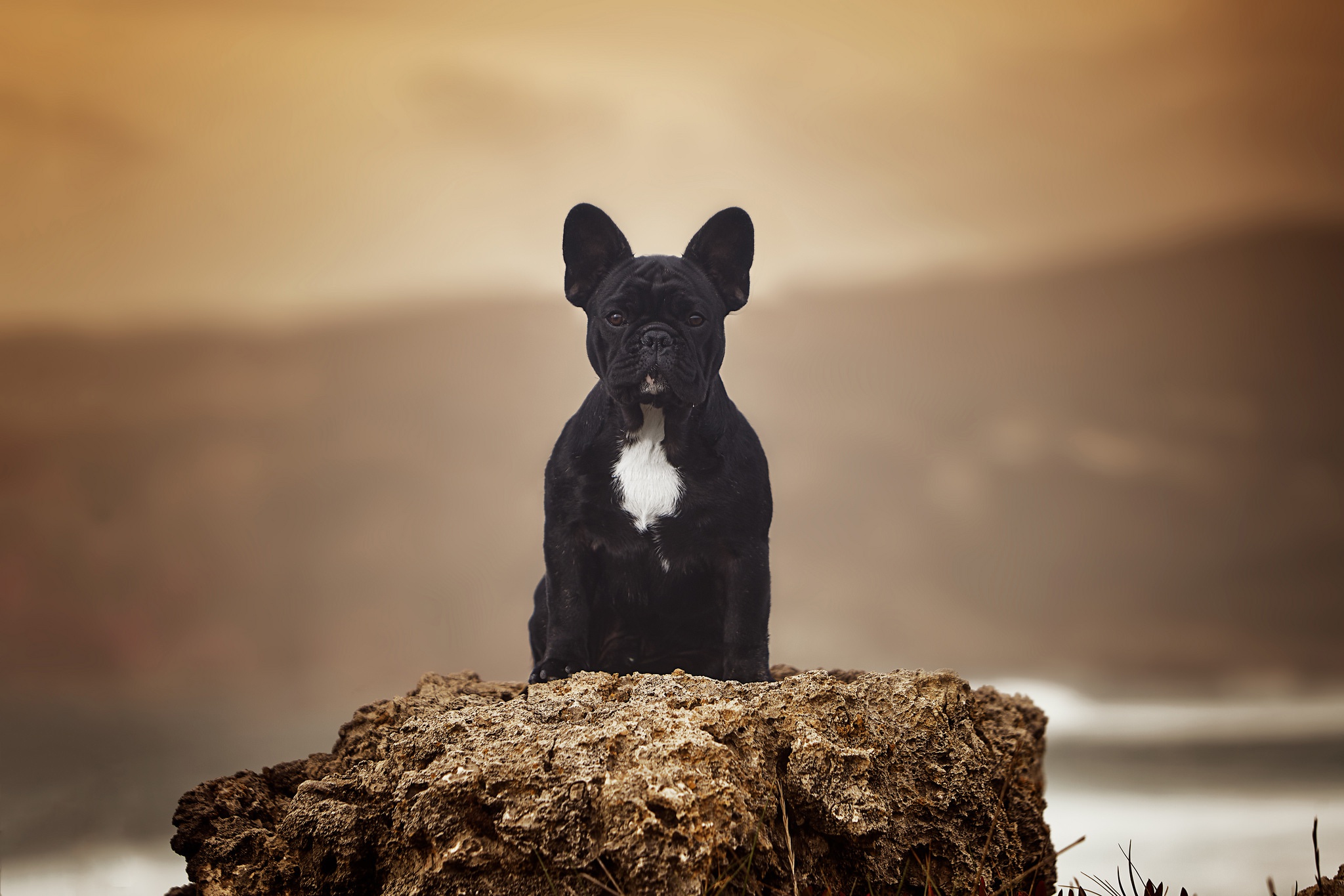 Black French Bulldog sitting on a rock HD Wallpaper