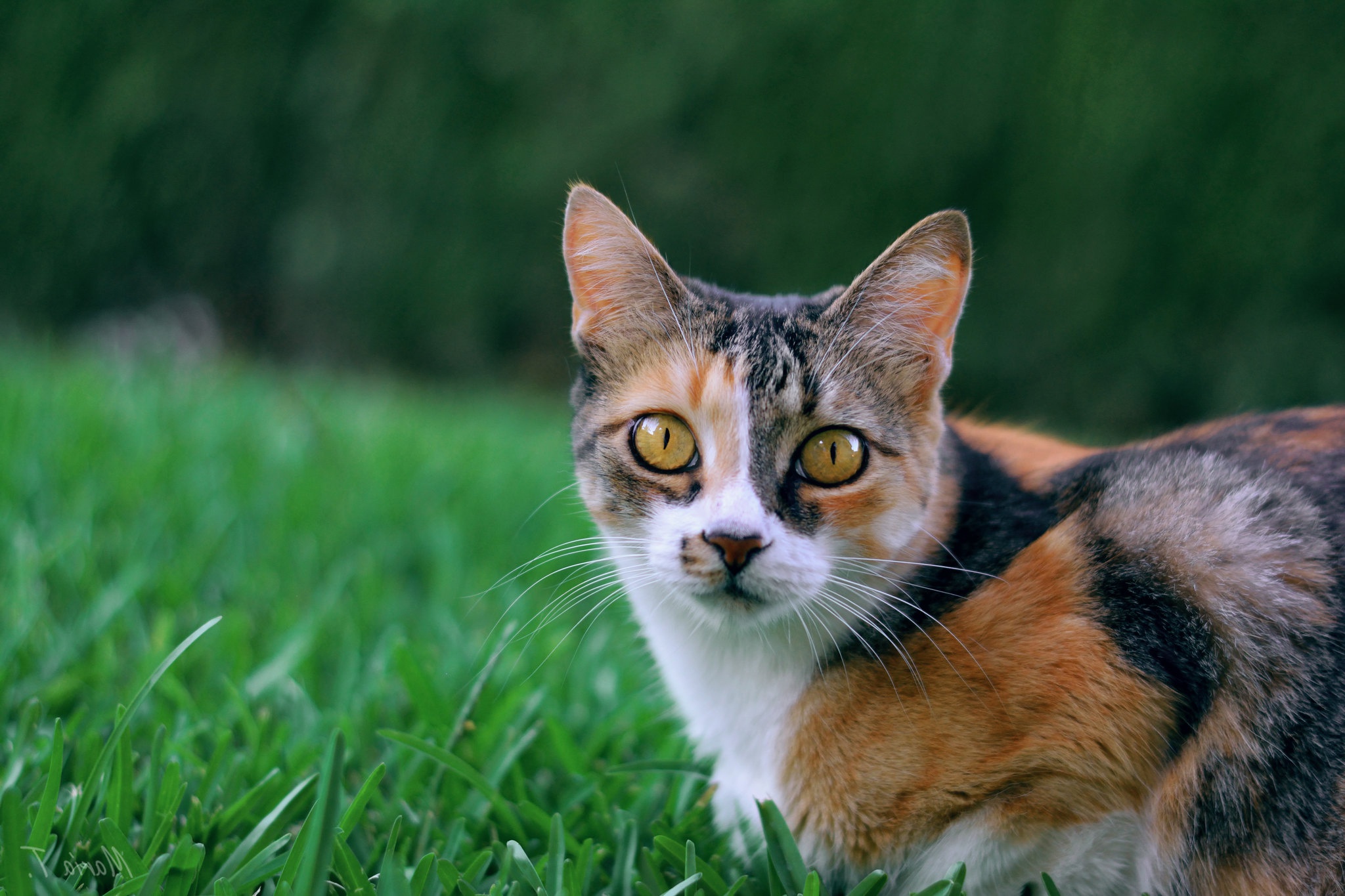 Calico cat in green grass HD Wallpaper