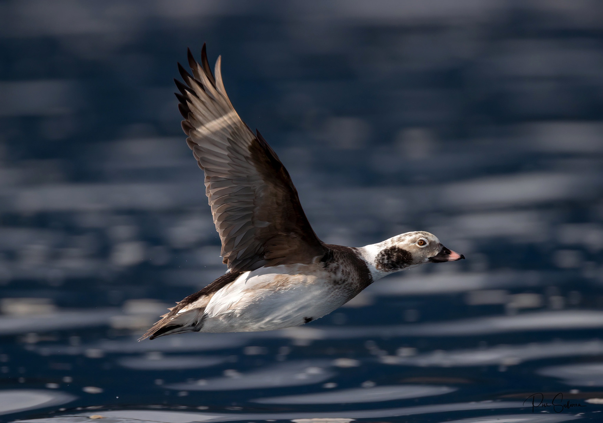 Long-tailed duck in flight over water HD Wallpaper