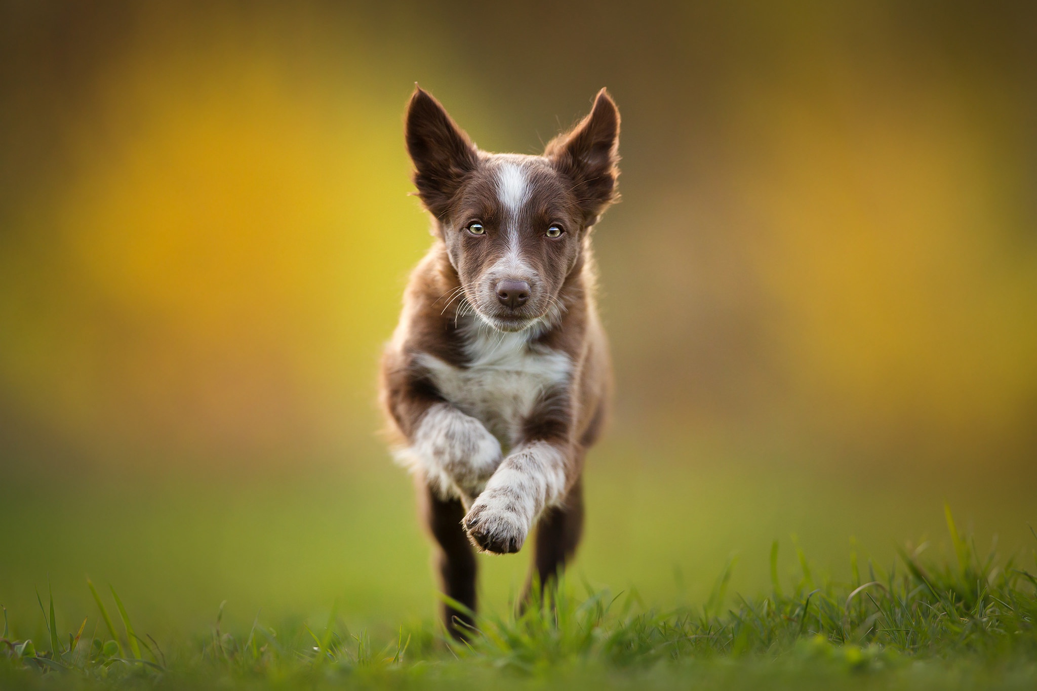 Brown and white puppy running in grass HD Wallpaper