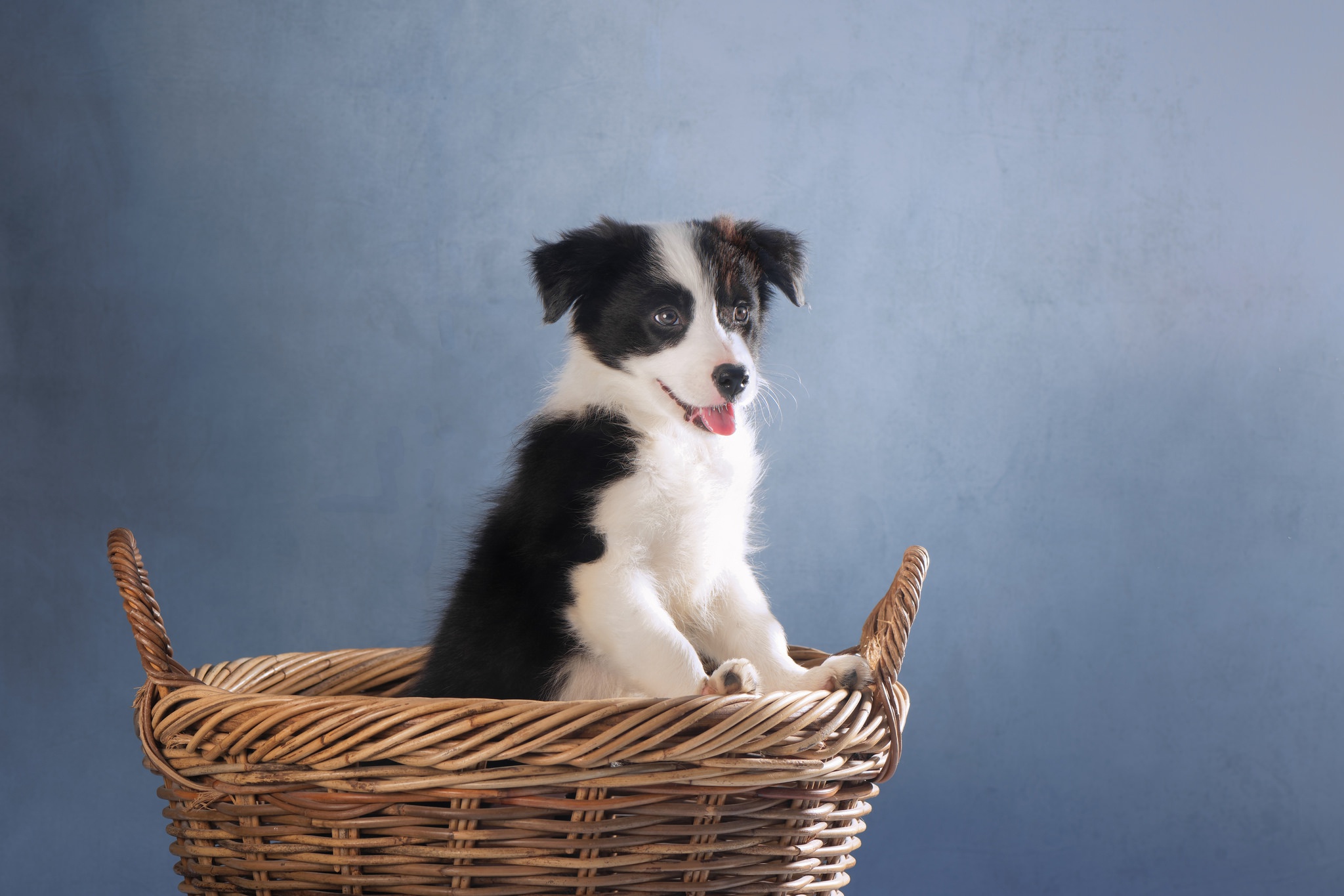 Border Collie puppy sitting in a wicker basket HD Wallpaper