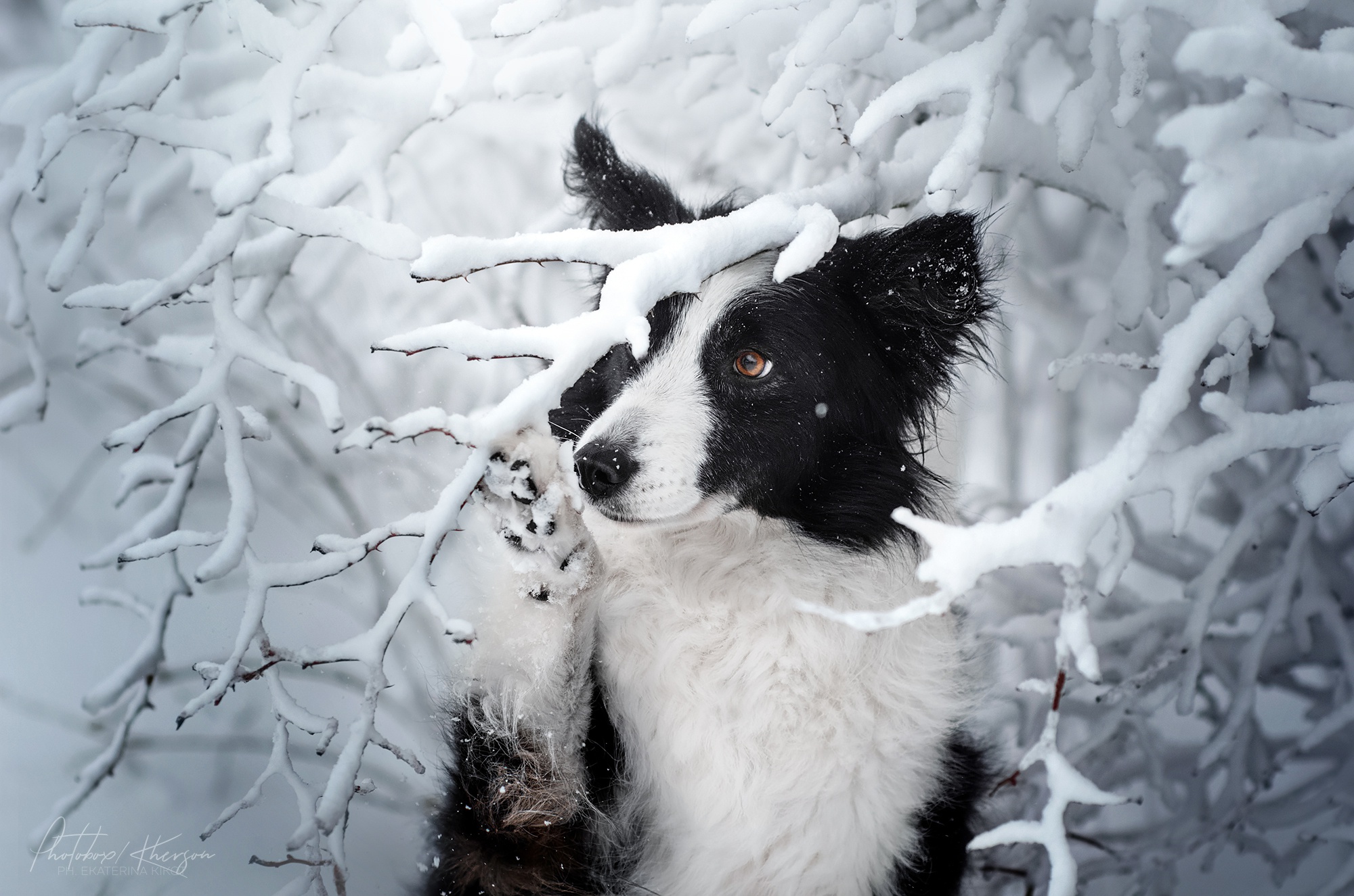 Border Collie dog in a snowy forest HD Wallpaper