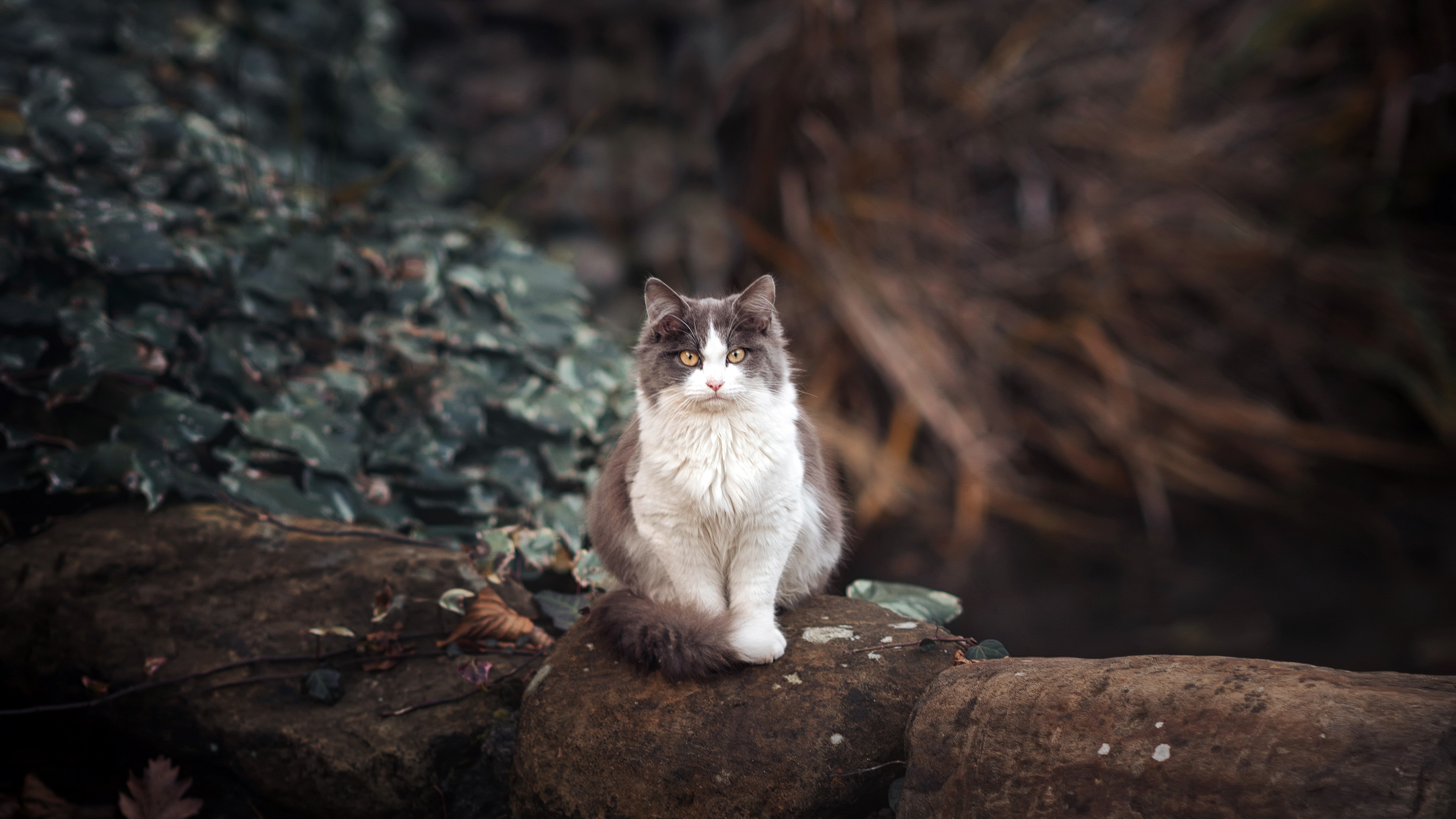 Gray and white cat sitting on rocks HD Wallpaper