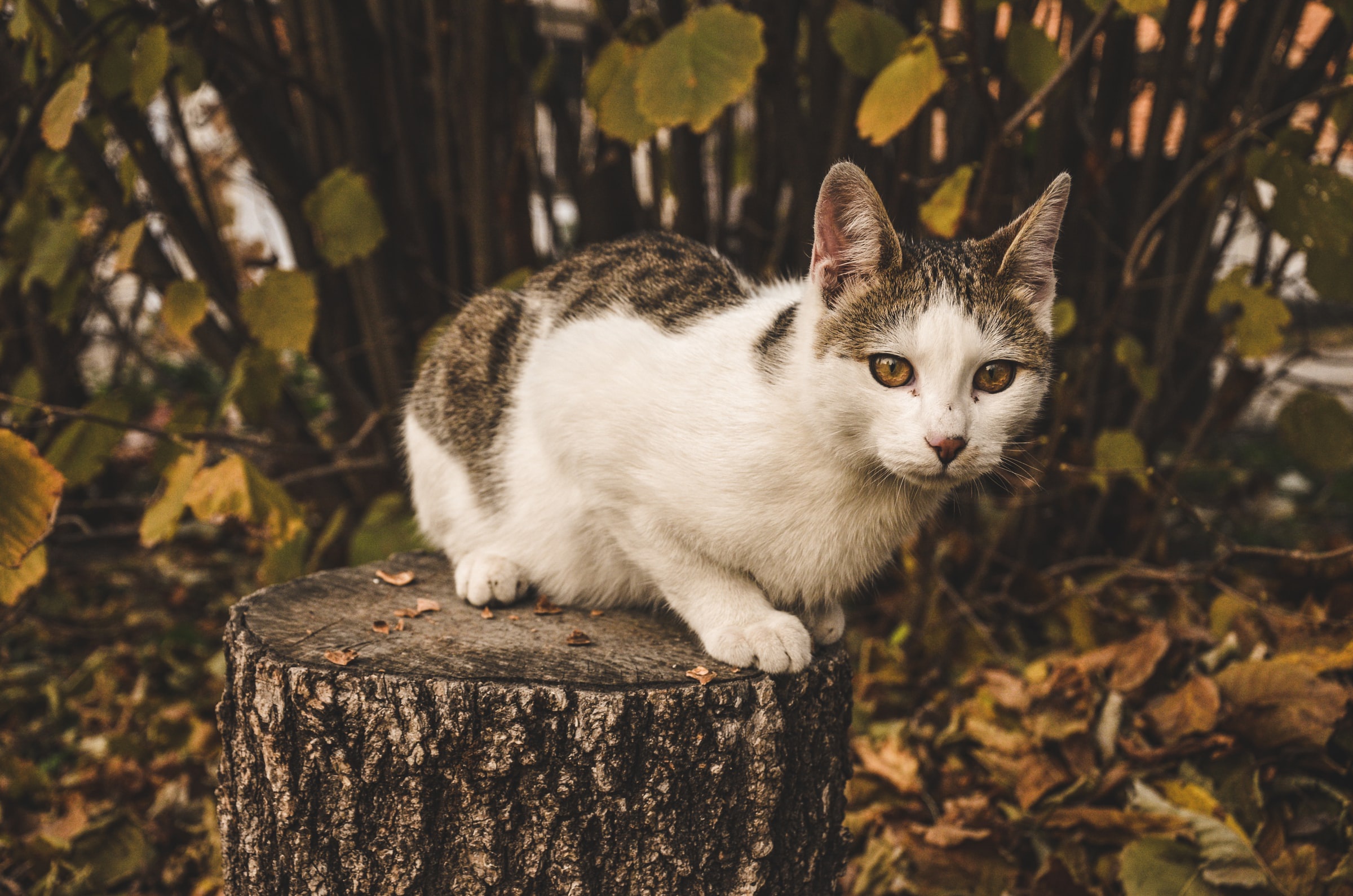 A tabby and white cat sits on a tree stump HD Wallpaper