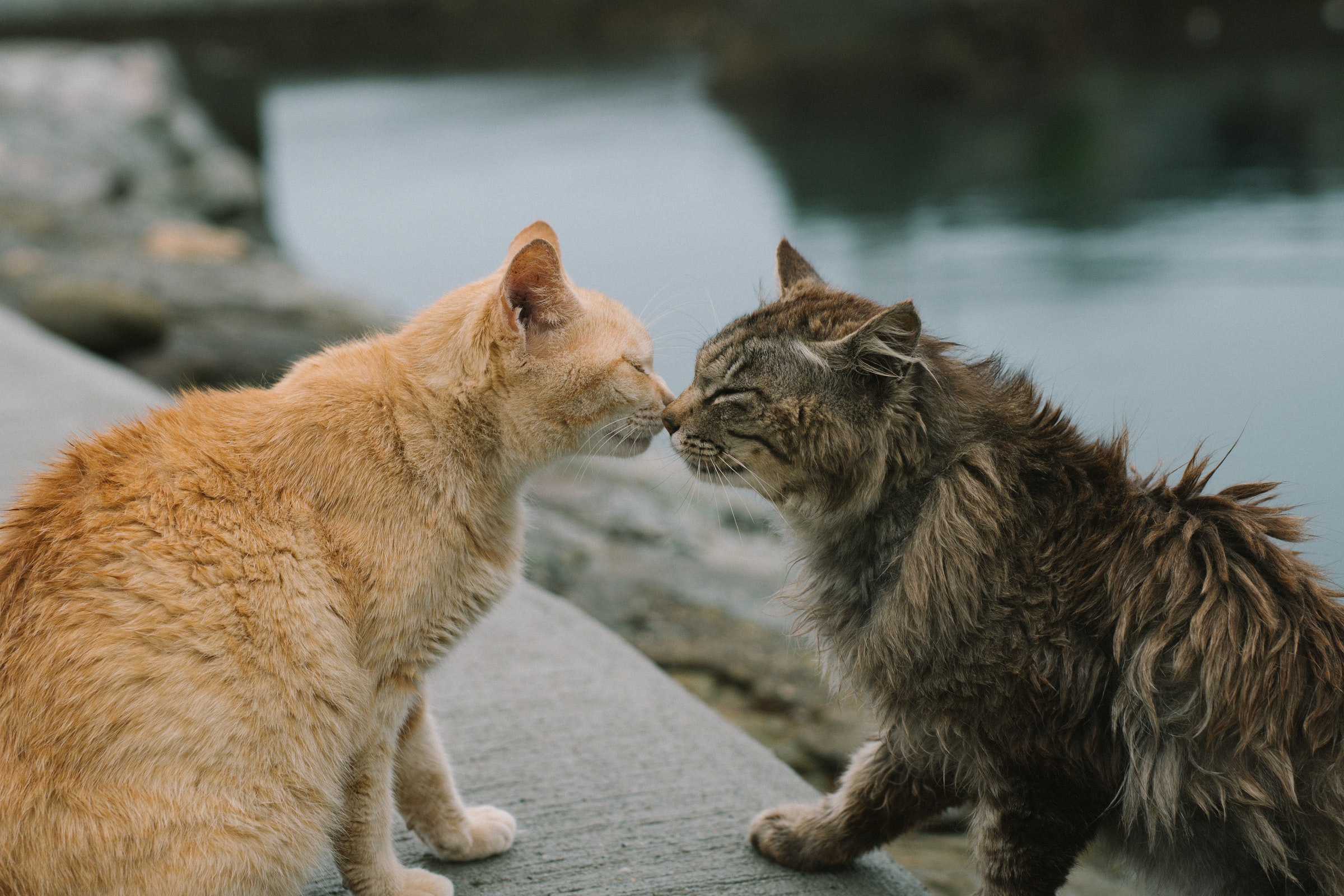 Two cats touching noses by the water HD Wallpaper