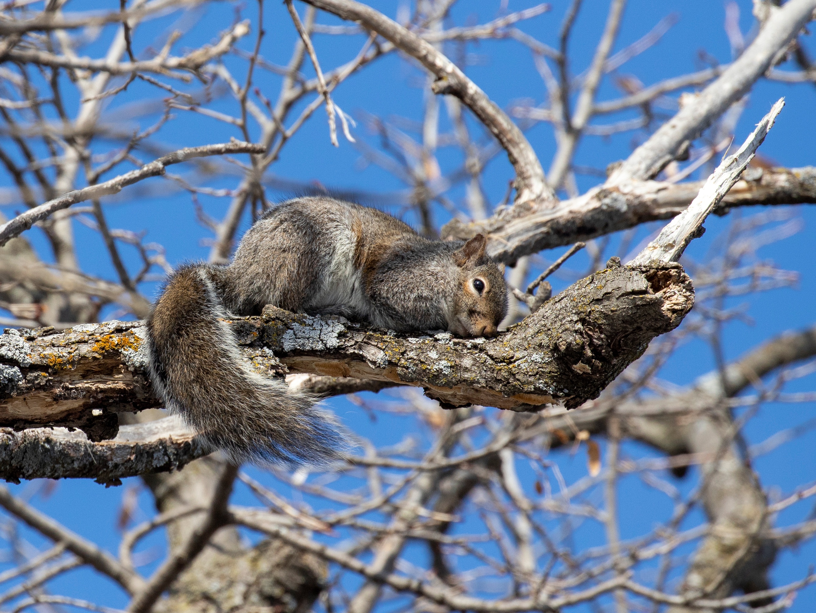 Squirrel resting on a tree branch HD Wallpaper