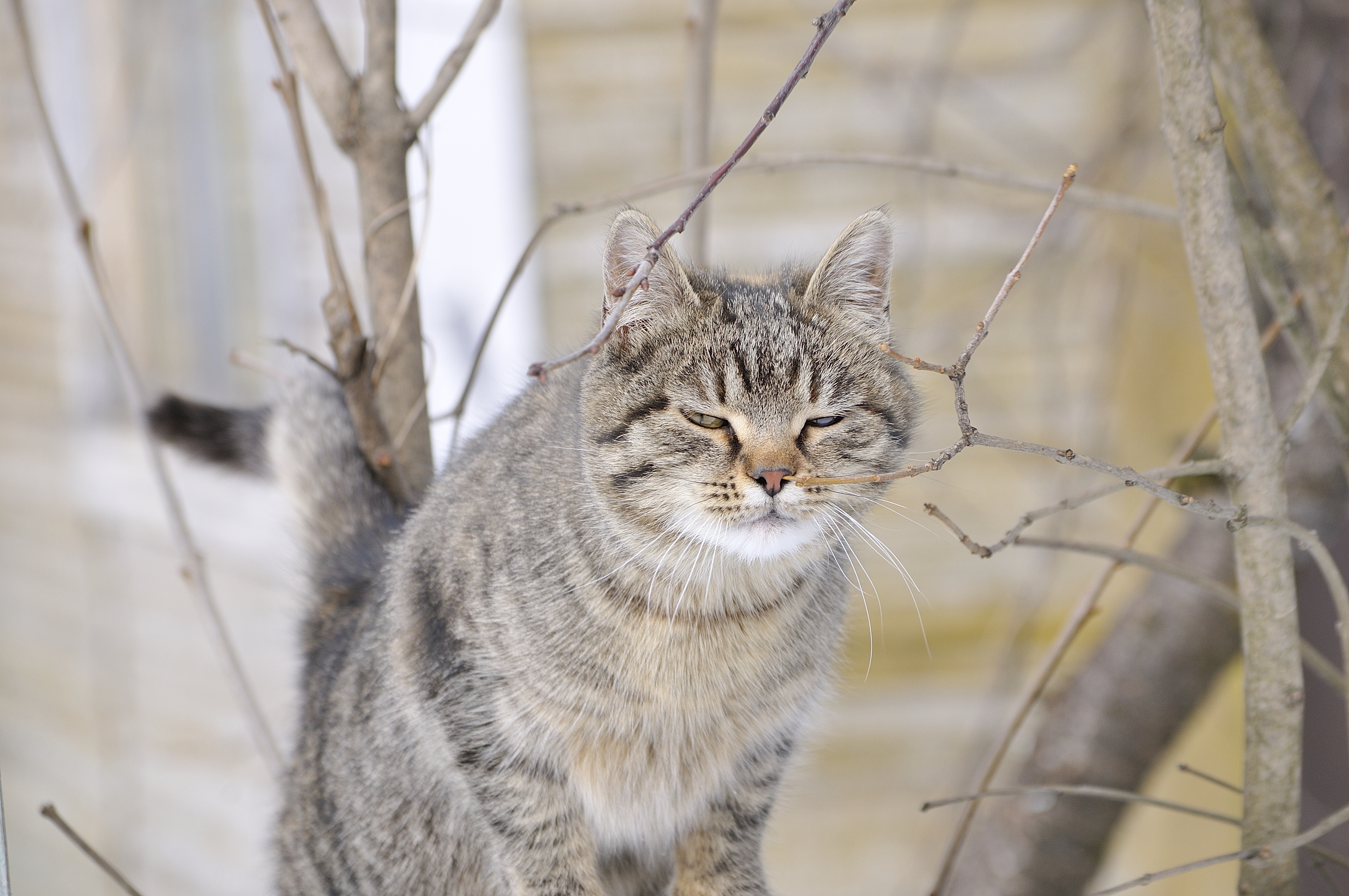 Tabby cat sitting among bare branches HD Wallpaper