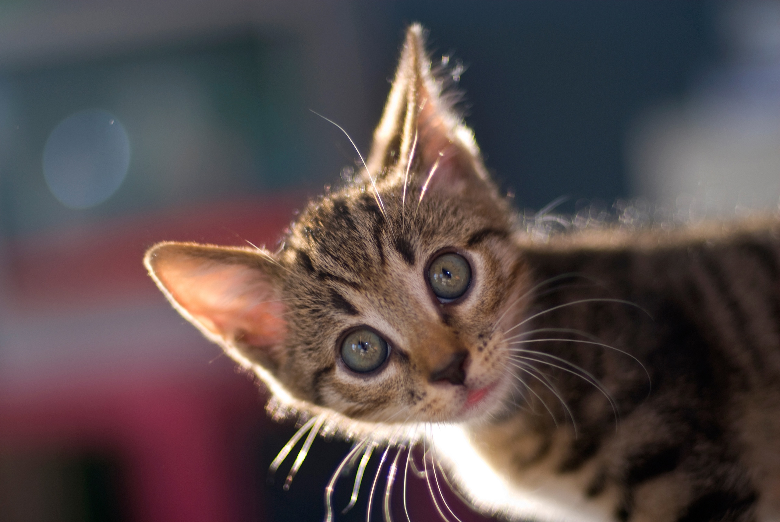 Close-up of a tabby kitten with wide eyes HD Wallpaper