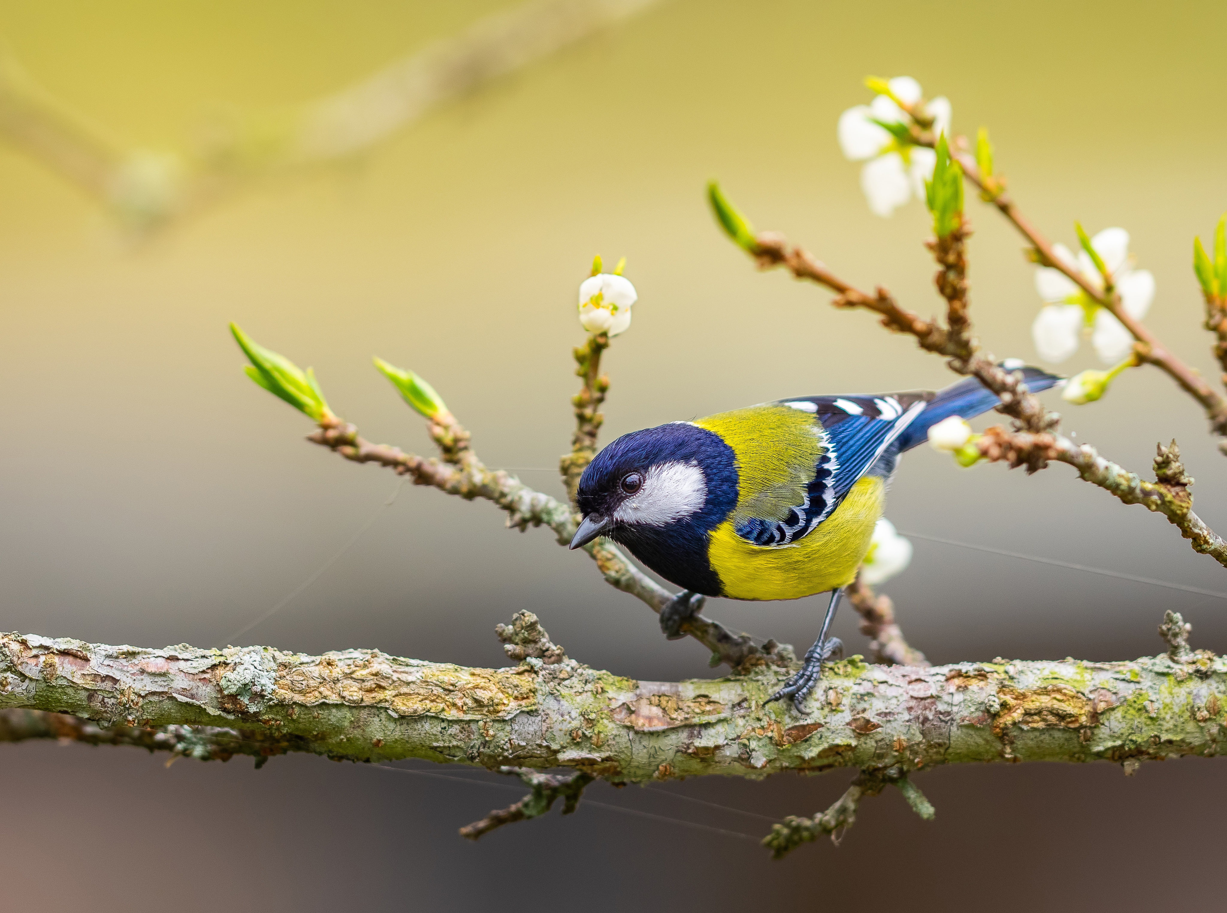 Colorful Blue Tit Bird on Branch in 4K HD Wallpaper