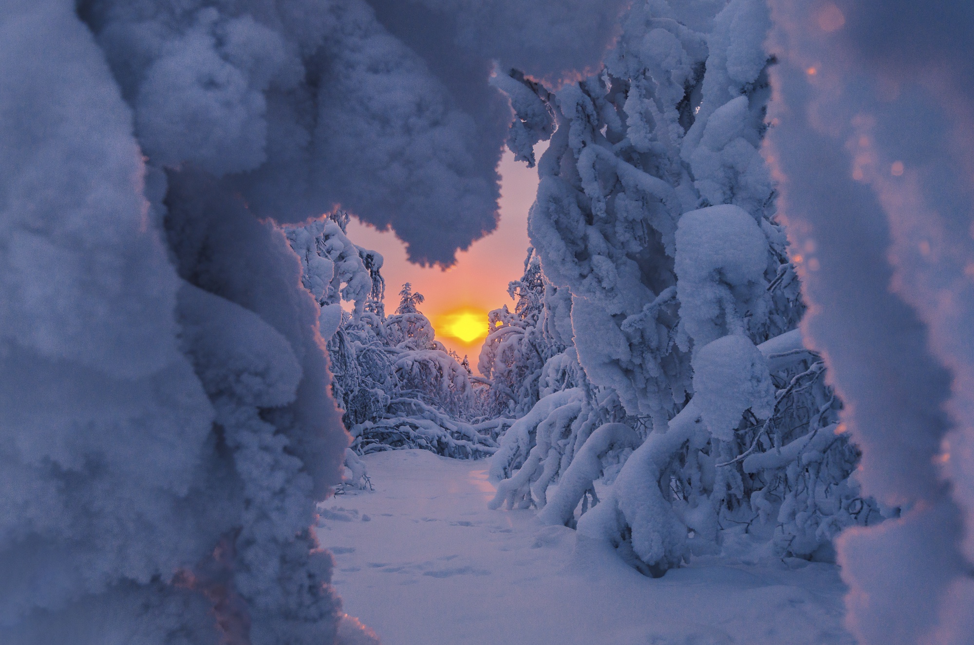 Winter forest with sunrise through snow-covered trees HD Wallpaper