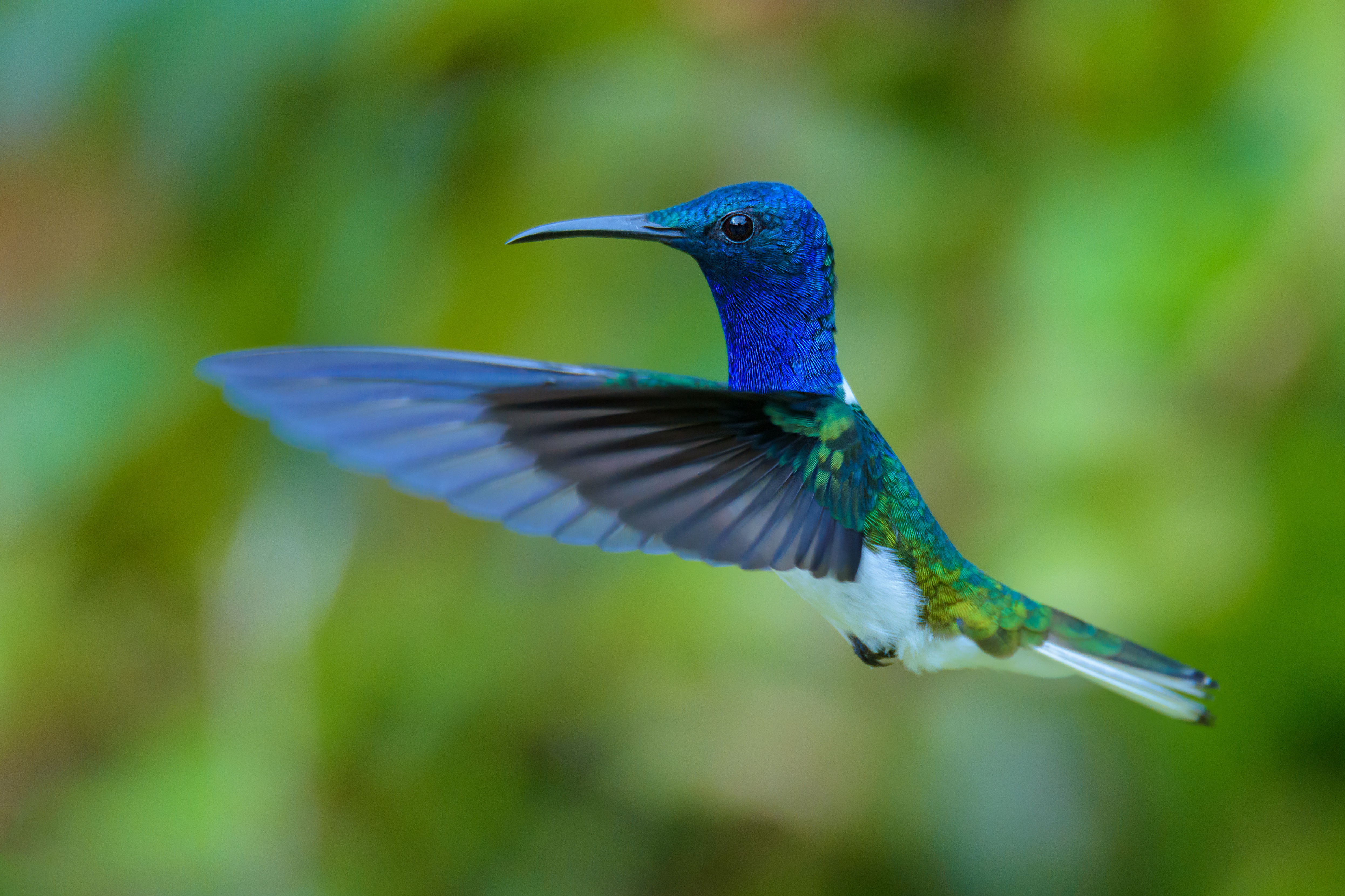 White-necked Jacobin Hummingbird in flight HD Wallpaper