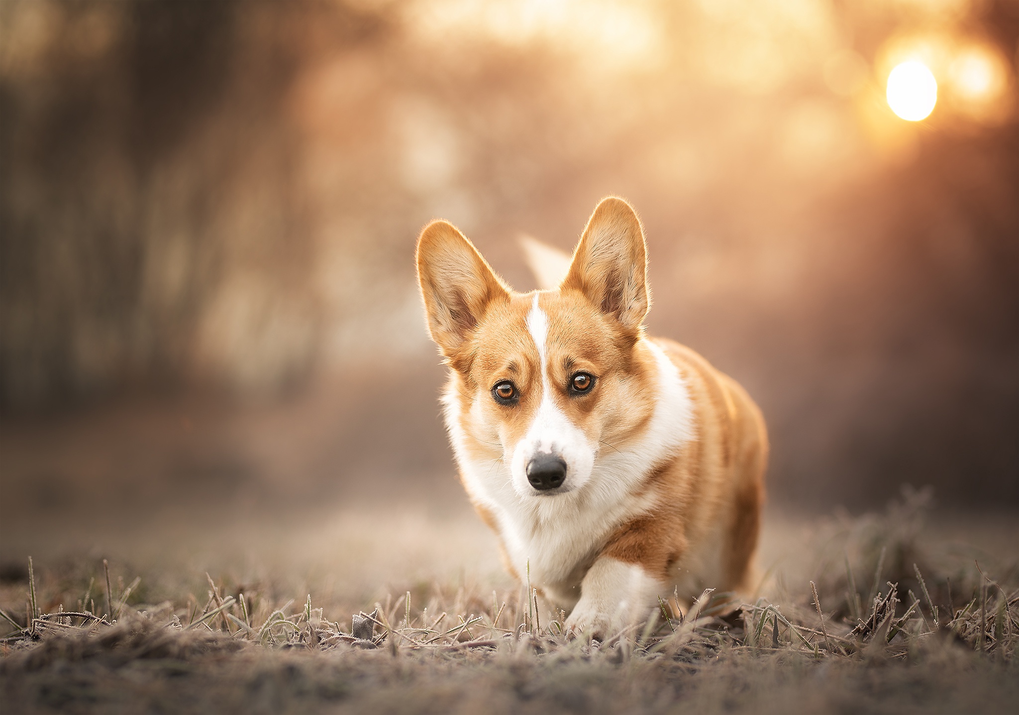 Pembroke Welsh Corgi dog in a field HD Wallpaper