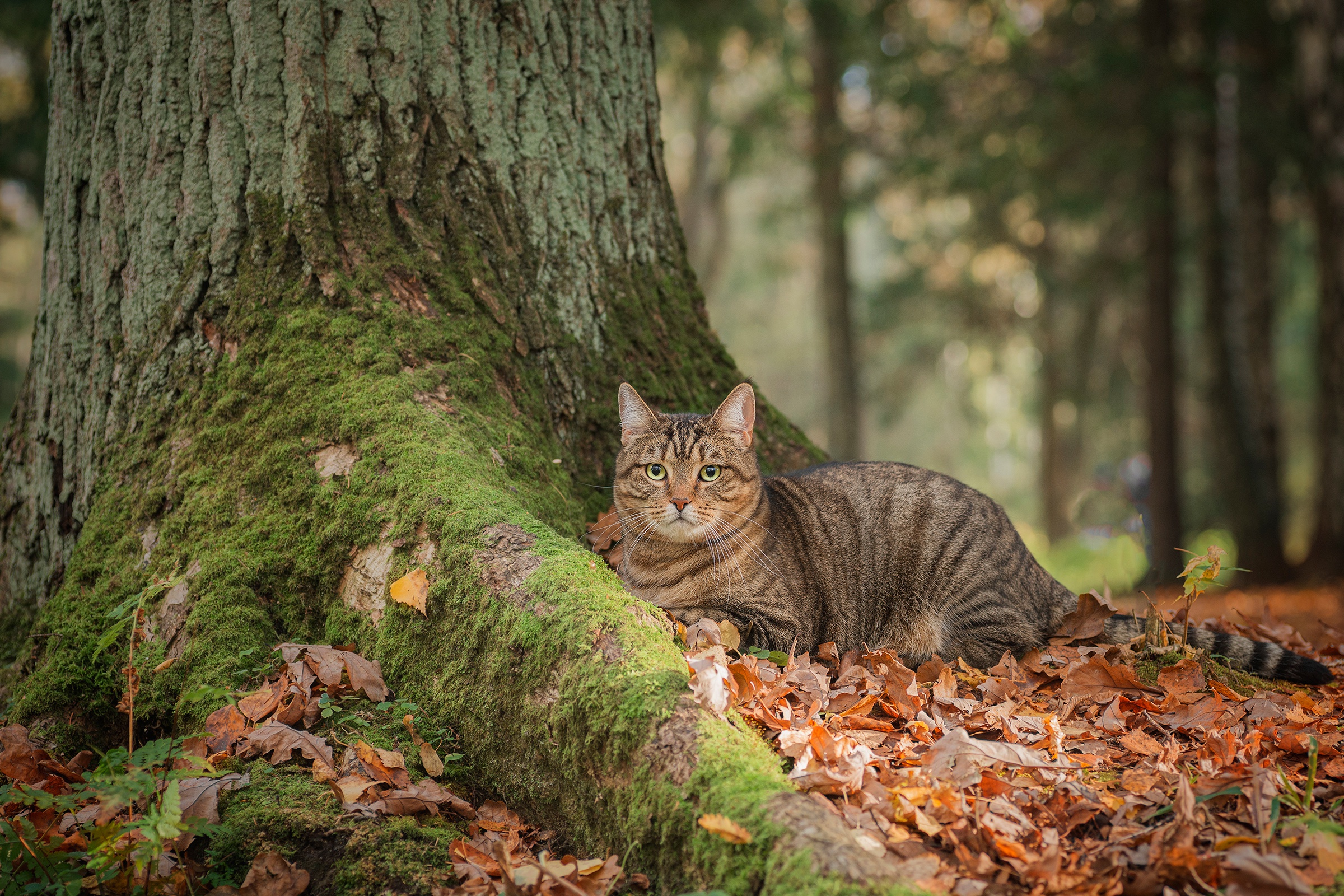 Tabby Cat Resting by Mossy Tree HD Wallpaper
