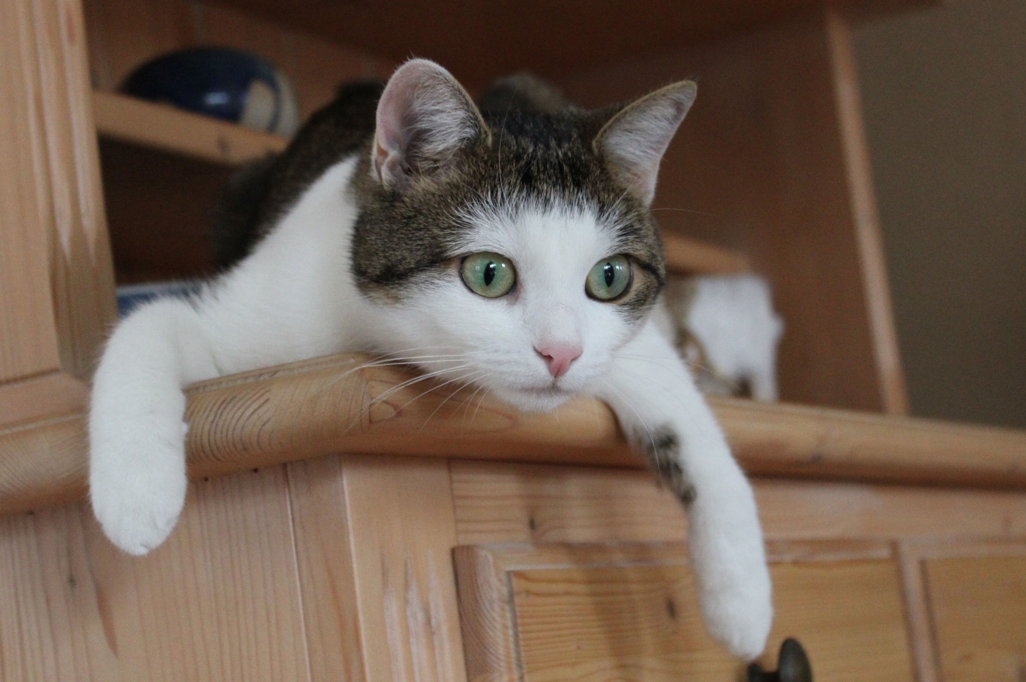 Tabby and white cat resting on wooden furniture HD Wallpaper